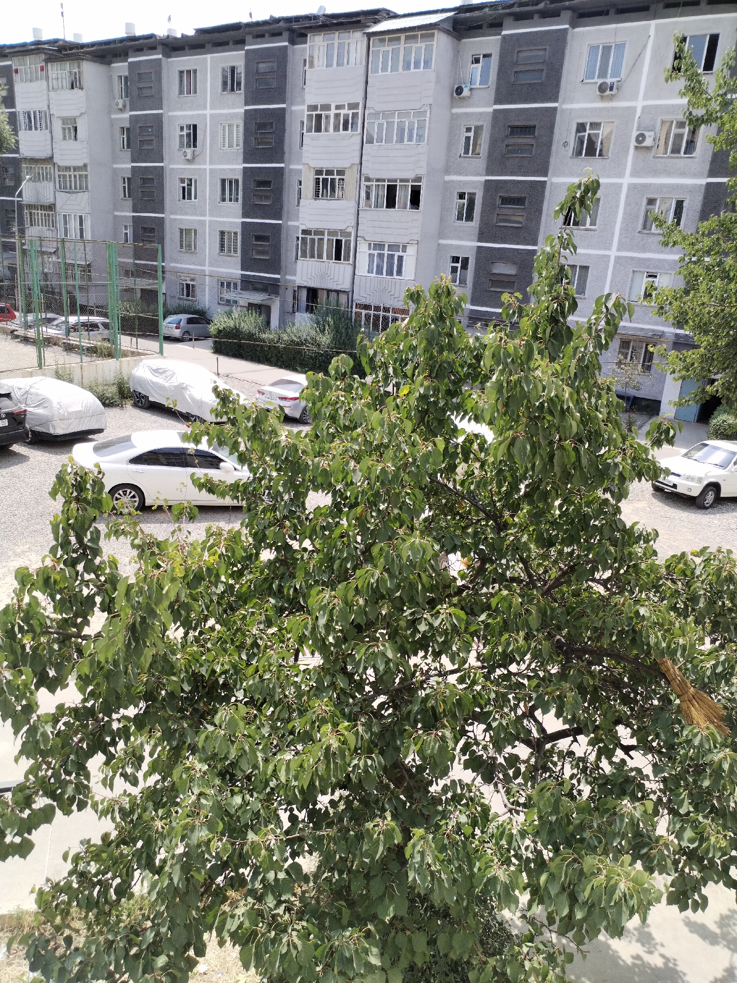 The image depicts a residential building in Osh City, Kyrgyzstan. In the foreground, a large green tree with dense foliage partially obscures the view. Behind the tree, a multi-story apartment building with a grey and white facade is visible. The building has numerous windows and balconies. In the parking area in front of the building, several cars are parked, some of which are covered with white tarps. The ground is covered with gravel. A green metal fence is also present in the scene. The overall impression is of a typical urban residential setting.