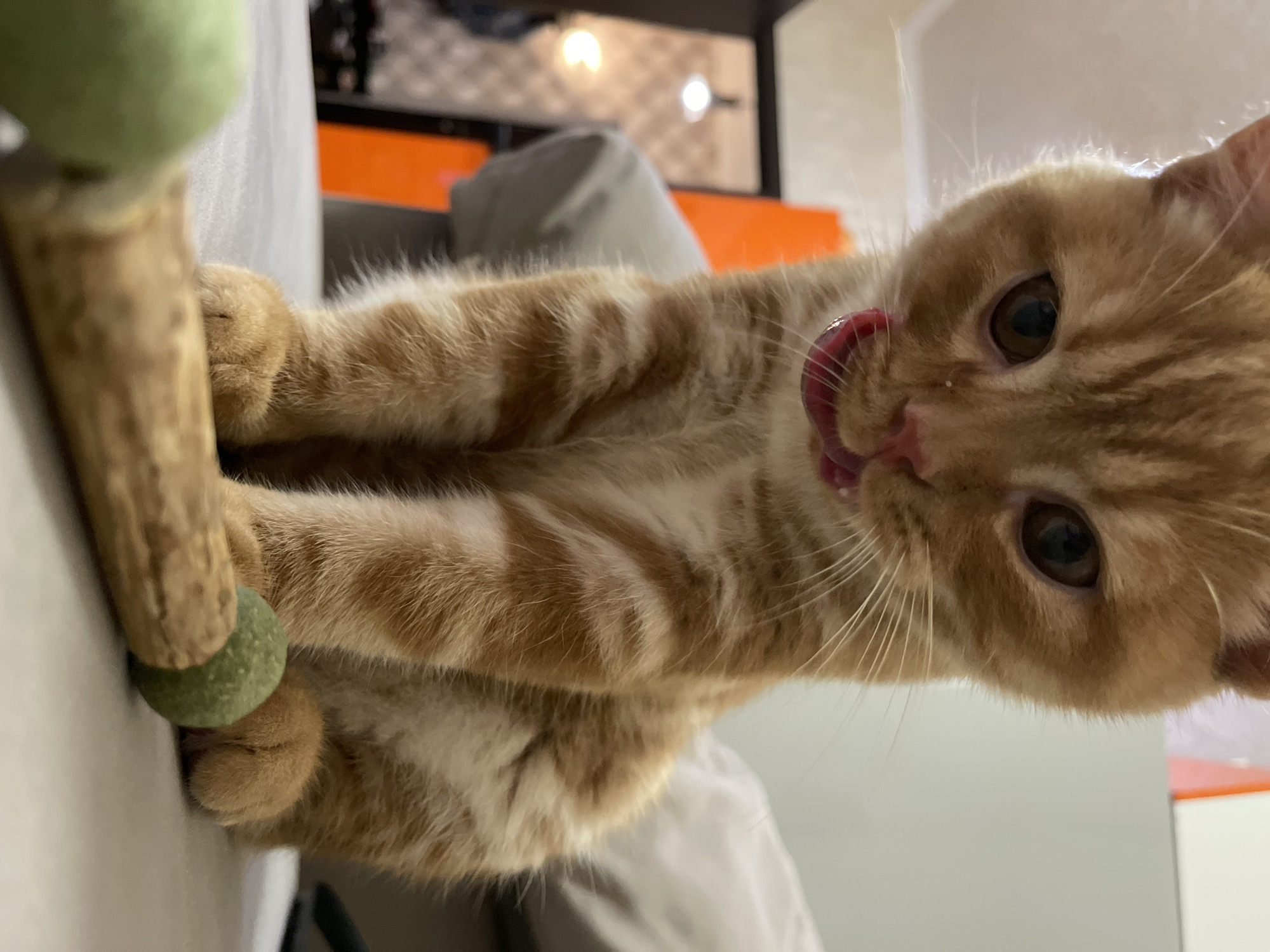 An orange tabby kitten is in the foreground of the image, sitting on a gray surface. The kitten's head is tilted down, and its pink tongue is extended, licking its lips. In front of the kitten is a wooden toy with a green ball attached to one end. The background is blurred, showing some orange and white shapes, possibly furniture or decor, and a dark doorway with a light fixture visible. There is no indication of the location being in Kommunarka, Russia.