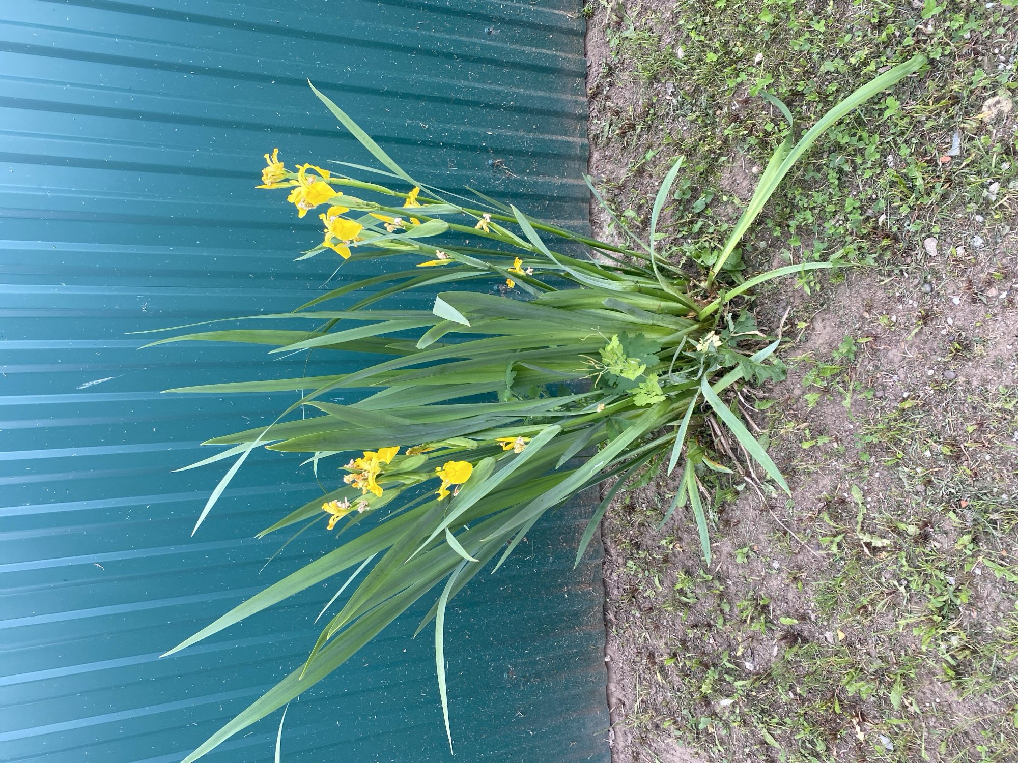 A cluster of yellow iris flowers with long green leaves grows in front of a teal corrugated metal fence. The ground in front of the fence is covered with dry soil, sparse green grass, and small weeds. The scene appears to be outdoors, likely in a yard or garden area, possibly in the city of Chaikovsky, Russia. There are no people or animals visible in the image. The lighting suggests it is daytime.