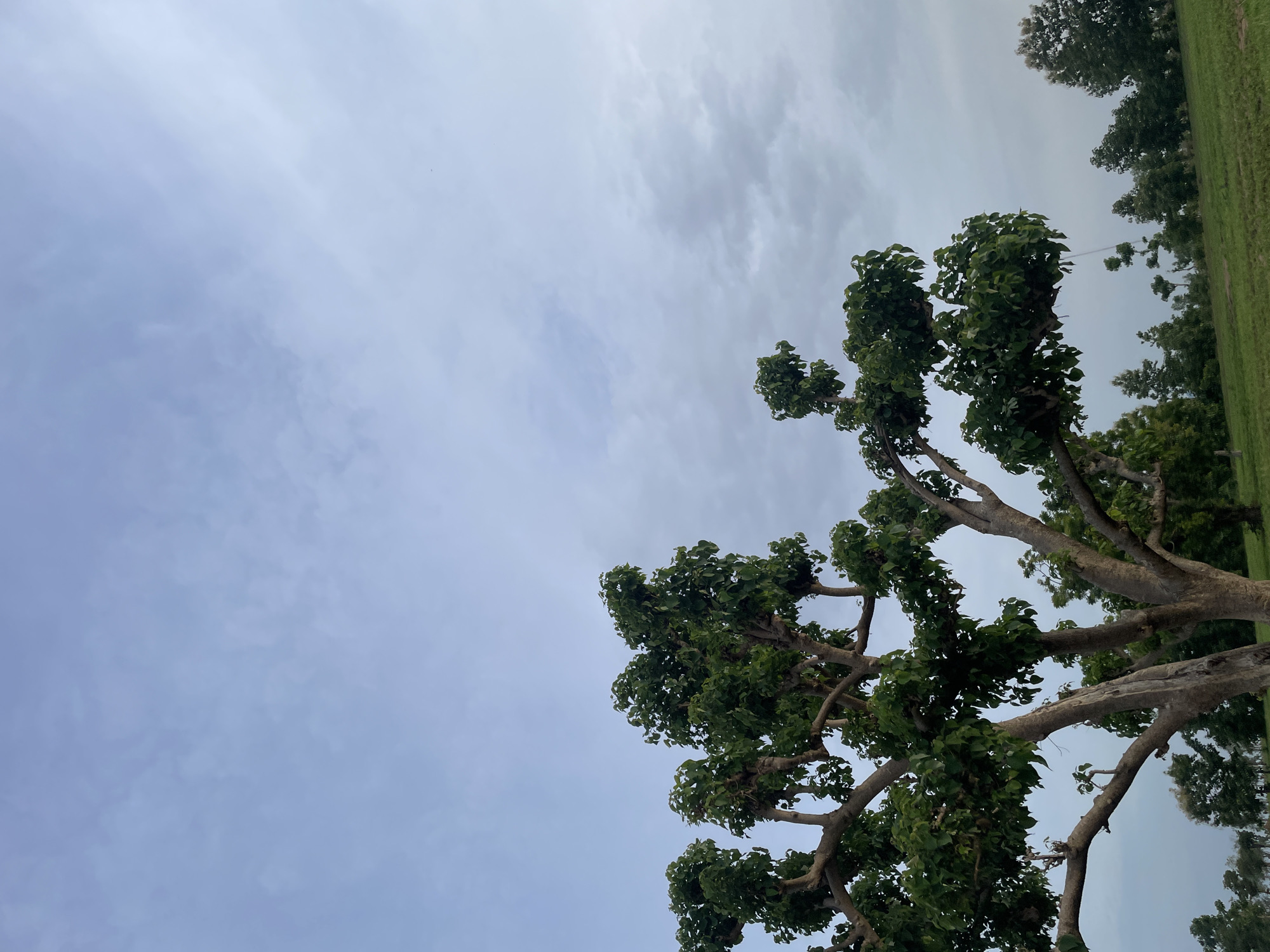 A medium shot captures a treed landscape under a cloudy sky in Jauro Yinu, Nigeria. In the foreground, a large, pruned tree with thick branches and lush green leaves dominates the left side of the frame. Its trunk is textured and light brown. Behind this tree, a line of smaller trees stretches across the middle ground, with a gently sloping green field in front of them. The sky above is a soft blue-grey with scattered clouds, indicating overcast conditions. The overall scene is serene and natural.
