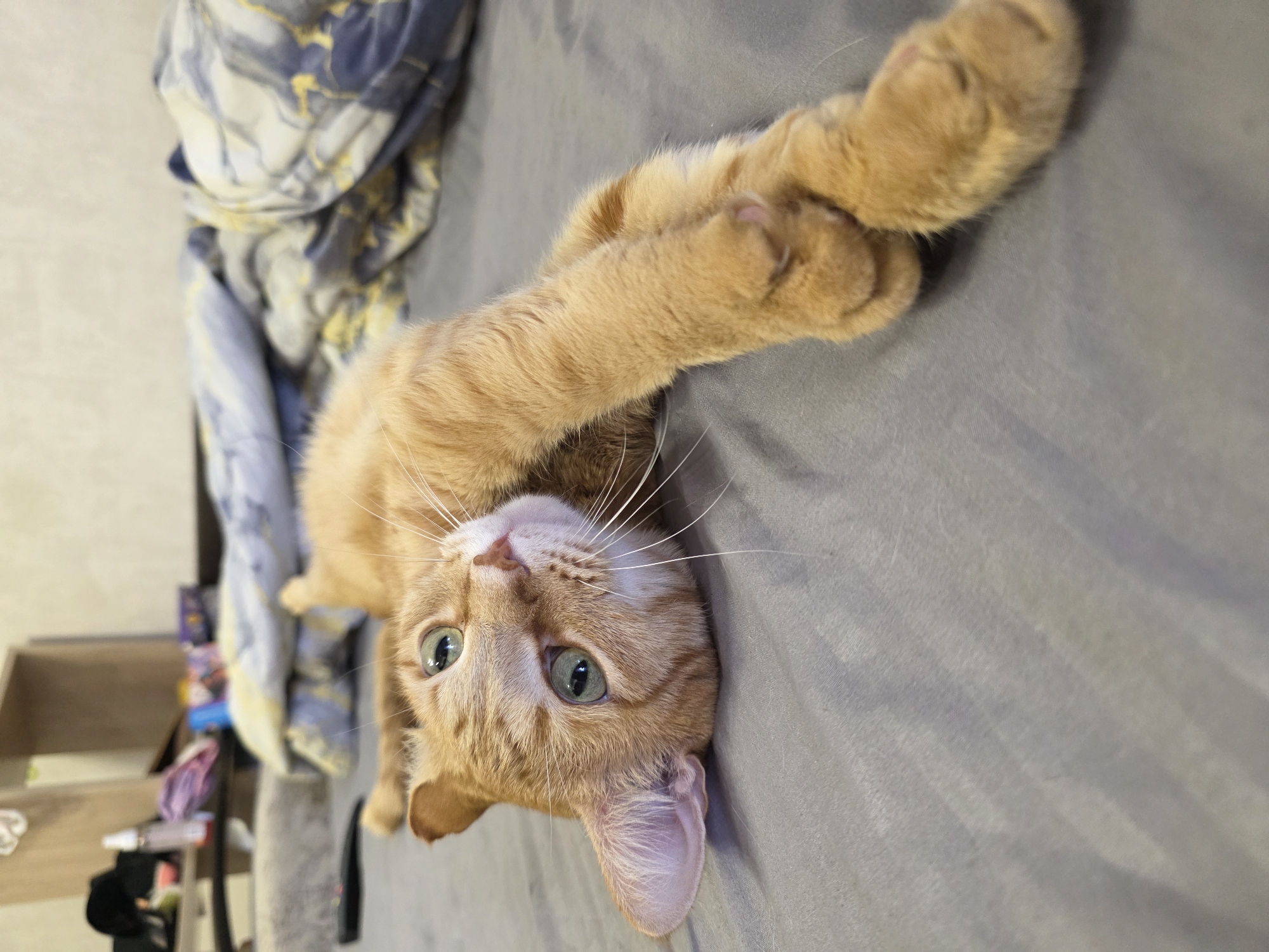 A medium, close-up shot depicts an orange tabby cat lying on its back on a grey bedspread. The cat is oriented upside down, with its head near the bottom of the frame and its paws extending towards the top right corner. The paws are crossed. The cat's light green eyes are open and looking directly at the camera. The left ear of the cat is visible and pointing towards the left side of the frame. The cat has white whiskers. In the upper left corner of the frame, a partially visible blue and white patterned blanket or sheet is present. In the background on the left, a shelf with various items is visible, however it is out of focus. The location is indeterminable in the city of Chaikovsky, Russia.