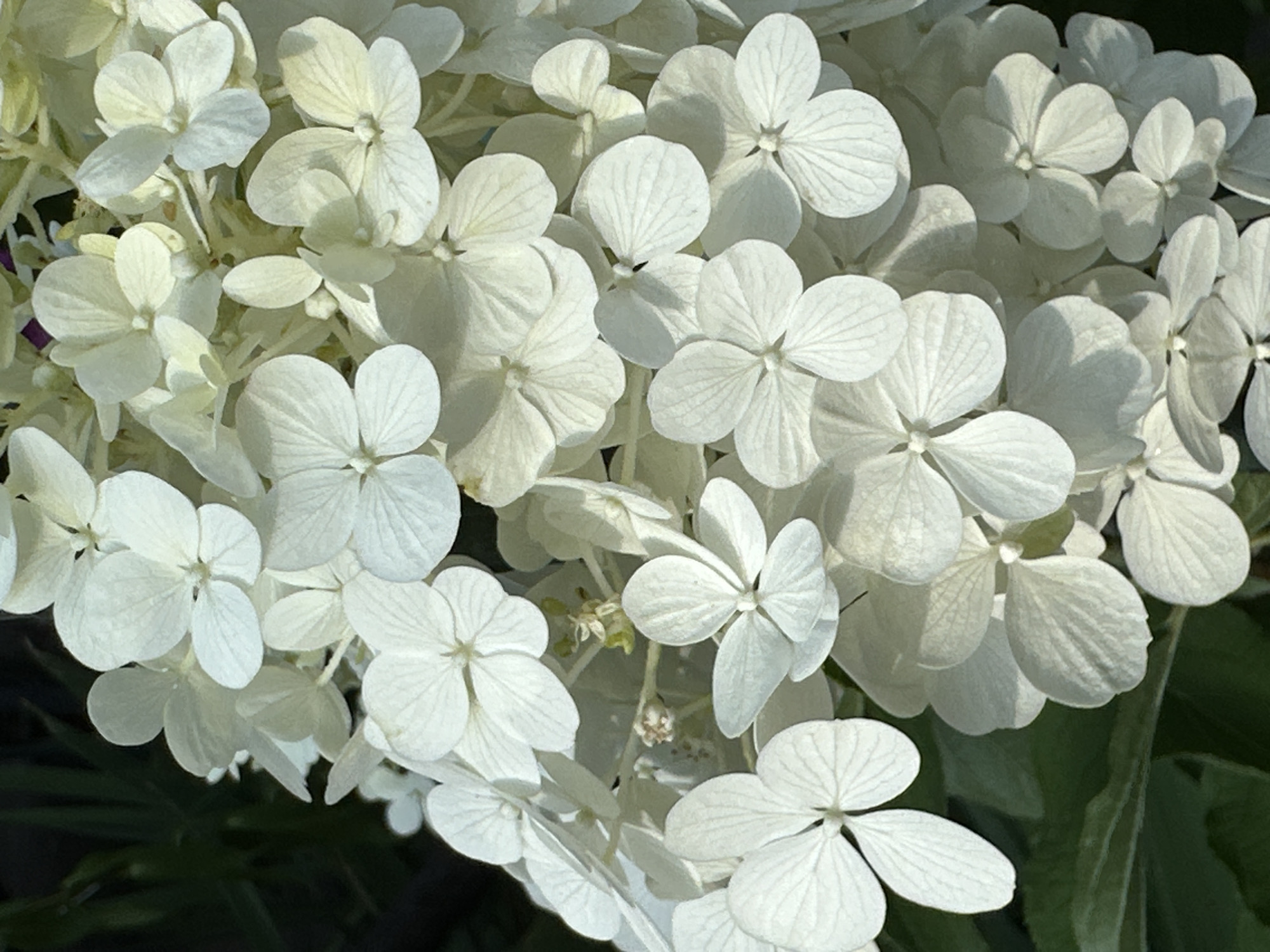 The image is a close-up, detailed view of a cluster of white hydrangea flowers. The petals are delicate and veined, with some flowers showing more translucent qualities in the light. The background is a dark, blurred green, suggesting foliage. There are no people, objects, or actions depicted. The image appears to be an artistic or nature photograph. There is no information available regarding the location within the city of Yessentuki, Russia.