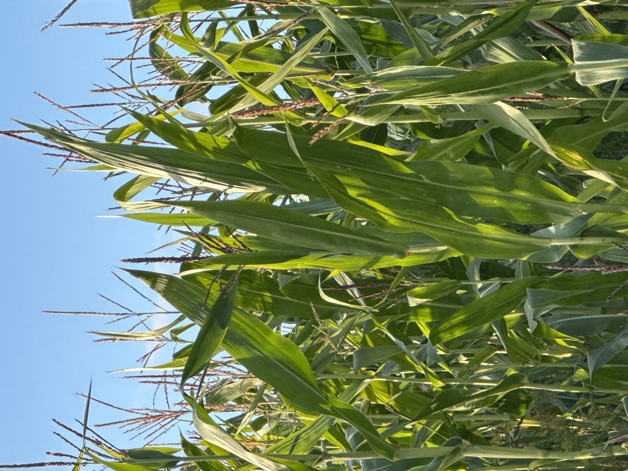 The image depicts a close-up view of a dense cornfield under a clear blue sky. Tall green corn stalks with broad leaves dominate the frame, with some tassels visible at the tops of the stalks. The lighting suggests it is either early morning or late afternoon, as sunlight casts long shadows and highlights the leaves. There are no people, animals, or man-made structures visible in the image, only the natural environment of the cornfield and the sky. The exact location within the city of Votkinsk, Russia cannot be determined from the image alone.