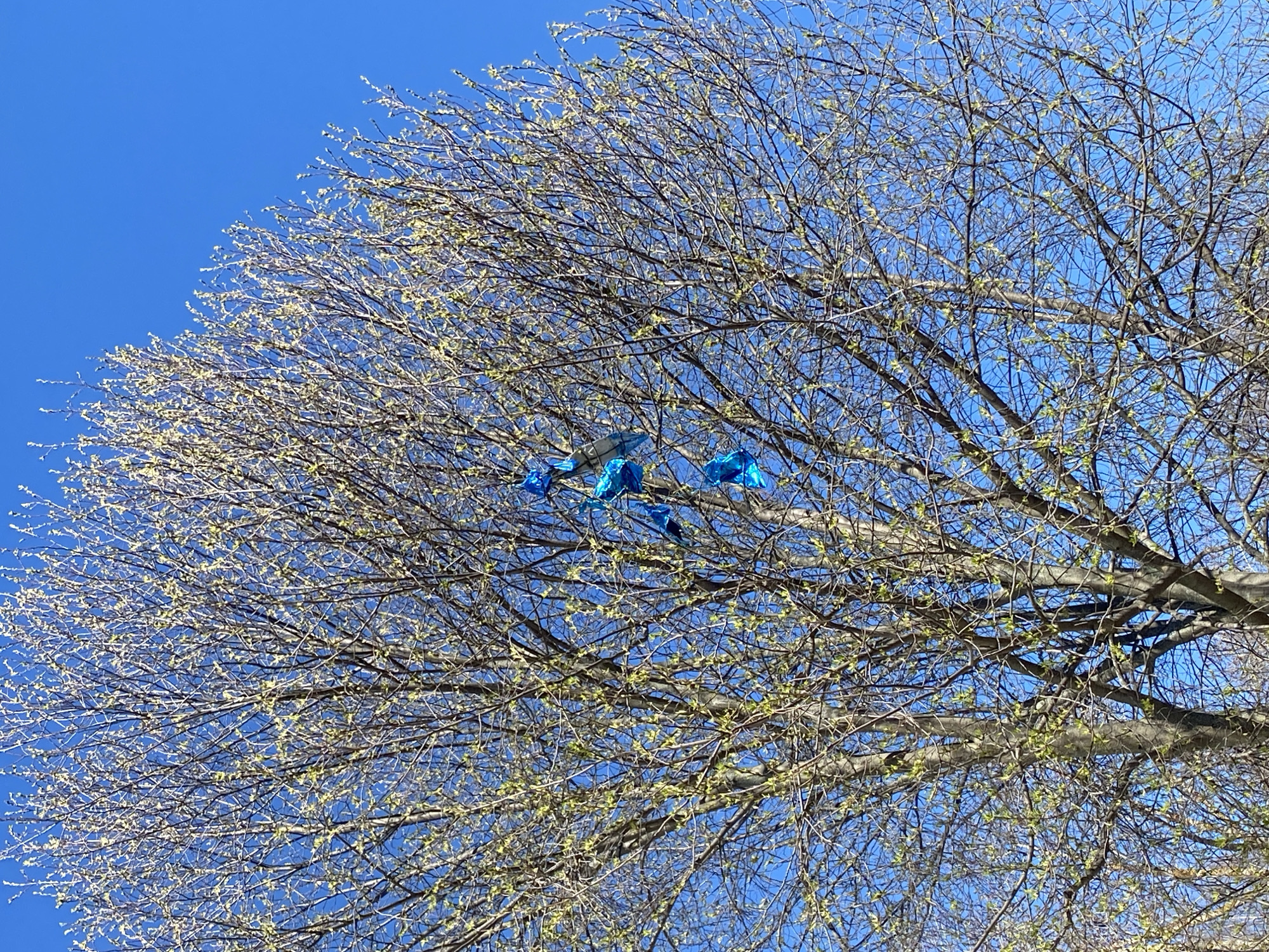 A view from below of a deciduous tree with sparse, nascent green leaves and bare branches against a clear blue sky. Entangled in the tree's branches are five bright blue objects, potentially balloons or plastic bags. The location is Chaikovsky, Russia, though this cannot be definitively determined from the image alone. No people are visible.
