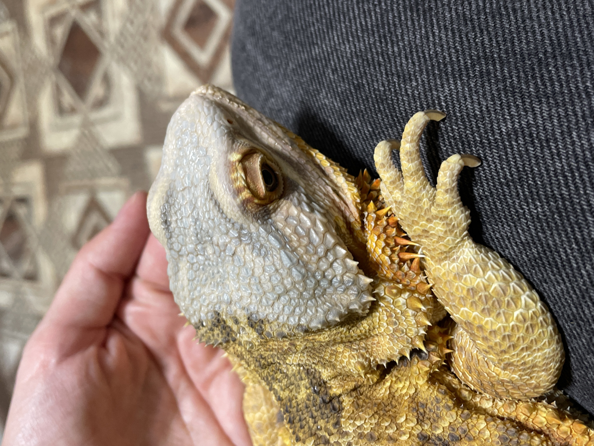 A close-up, eye-level shot shows a bearded dragon being held by a person's hand. The dragon is positioned diagonally across the frame, facing to the right. Its scales are a vibrant yellow and brown, with spikes visible along its neck and body. The dragon's head is a lighter, grayish-white color, and its eye is clearly visible. The person's hand, with visible skin texture, is in the upper left corner of the frame, gently supporting the dragon. The dragon is resting on a dark, textured fabric, possibly denim. The background is blurred, showing a pattern of beige and brown shapes. The scene appears to be indoors, possibly in a residential setting. There are no recognizable landmarks or features that would indicate a specific location within the city of Hrodna, Belarus.
