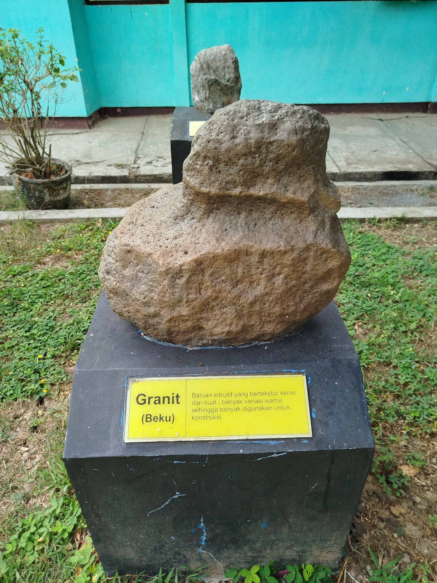 A large, rough, brown granite rock specimen is displayed on a black pedestal in front of a teal-colored building, outdoors. The rock has a distinctive rounded, somewhat bulbous shape with visible textures and indentations. A yellow plaque with Indonesian text is affixed to the front of the pedestal, identifying the specimen as "Granit (Beku)" and providing a brief description. Behind the main granite specimen, another, smaller rock is visible on a similar, darker pedestal. To the left of the main specimen, a potted plant with thin green stems and leaves sits on the ground. The ground surrounding the pedestal is covered in a mix of dry grass and small green leafy plants. The building in the background appears to be a school or institutional building, with a simple, flat facade. The scene is consistent with an outdoor exhibit in a public space, possibly a museum or educational institution, in Kedungwaru, Indonesia.