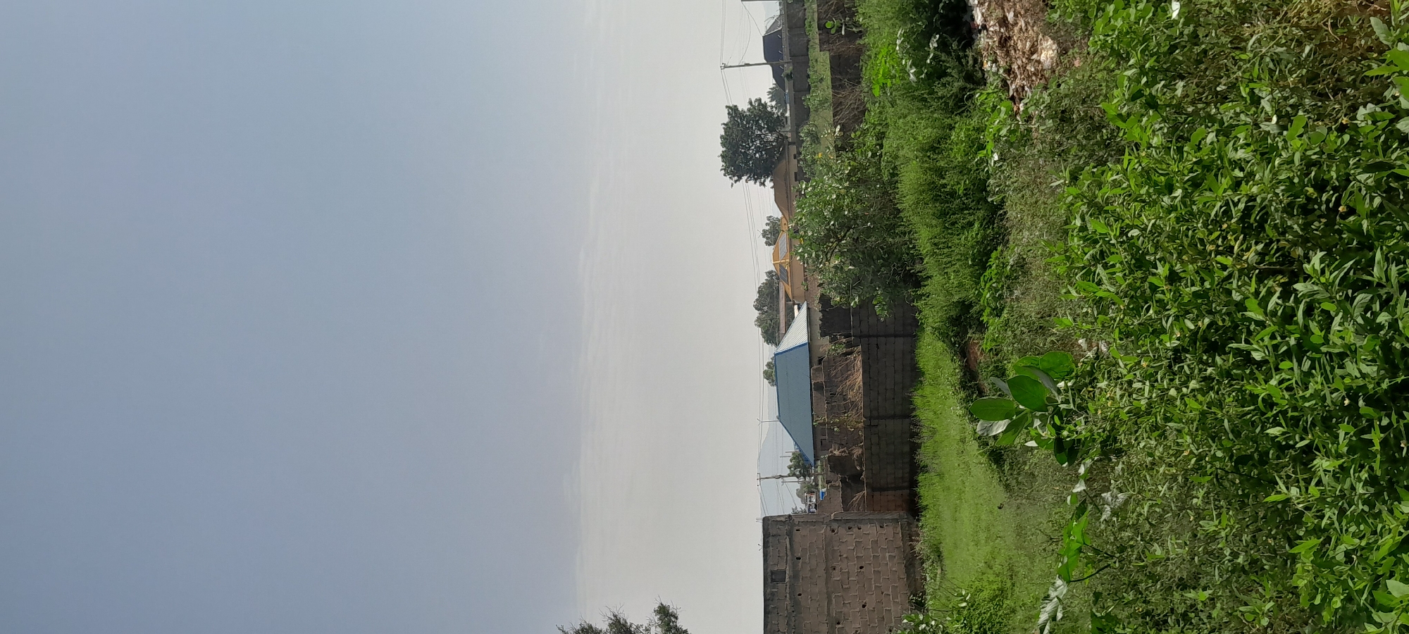 The image captures a residential area in Jalingo, Nigeria, characterized by partially constructed buildings and overgrown vegetation. In the foreground, dense green bushes and grass cover the ground, with some larger leaves visible. A partially constructed brick building stands on the left, with exposed brickwork. Behind this, a low brick wall encloses an area containing mounds of earth and what appears to be a building with a blue, pitched roof. Further in the background, several other residential structures are visible, including one with a yellow, pitched roof. Trees are scattered throughout the scene, and utility poles with wires suggest the presence of infrastructure. The sky above is a pale blue with some wispy clouds. The overall impression is one of ongoing development within a semi-rural or developing urban environment.
