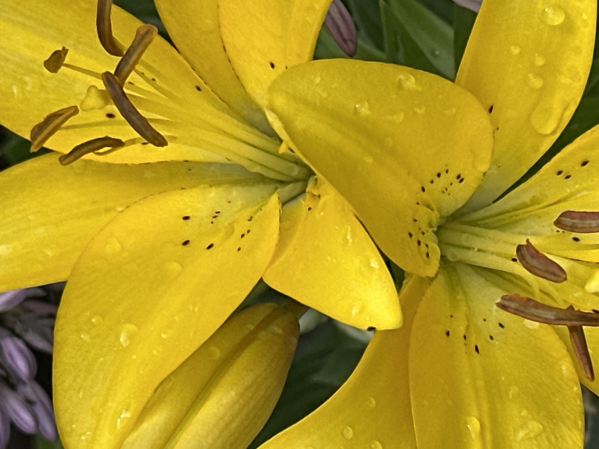 This is a close-up, eye-level, vertical shot of yellow lilies. Water droplets are visible on the petals. The stamens of the lilies are dark brown and have lighter brown anthers. In the background, out-of-focus purple flowers and green leaves are present. There are no people or actions depicted in this image. This image was taken in Podolsk, Russia.