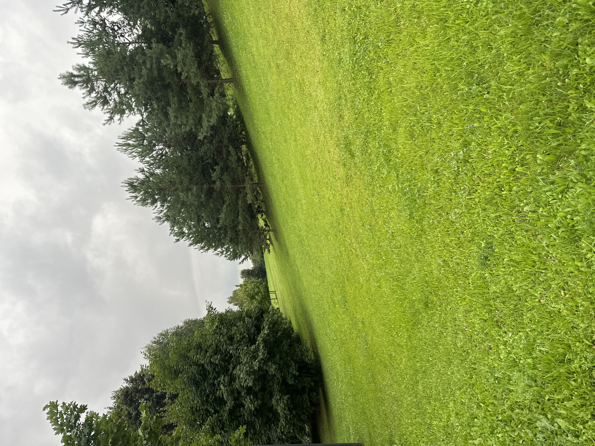 A grassy slope leads upward towards a line of evergreen trees under a cloudy sky. The foreground is dominated by lush green grass, with some of the grass appearing lighter green, possibly due to sunlight or a difference in species. Several deciduous trees are visible on the left side of the image, casting shadows on the grass. In the background, a row of pine trees extends across the middle ground, their dark green foliage contrasting with the lighter green of the slope. The sky is overcast with diffuse light. The scene appears to be a park or a well-maintained natural area. There are no people or animals visible in the image. The overall impression is one of a serene, natural landscape within an urban setting, consistent with a park in Moscow, Russia.