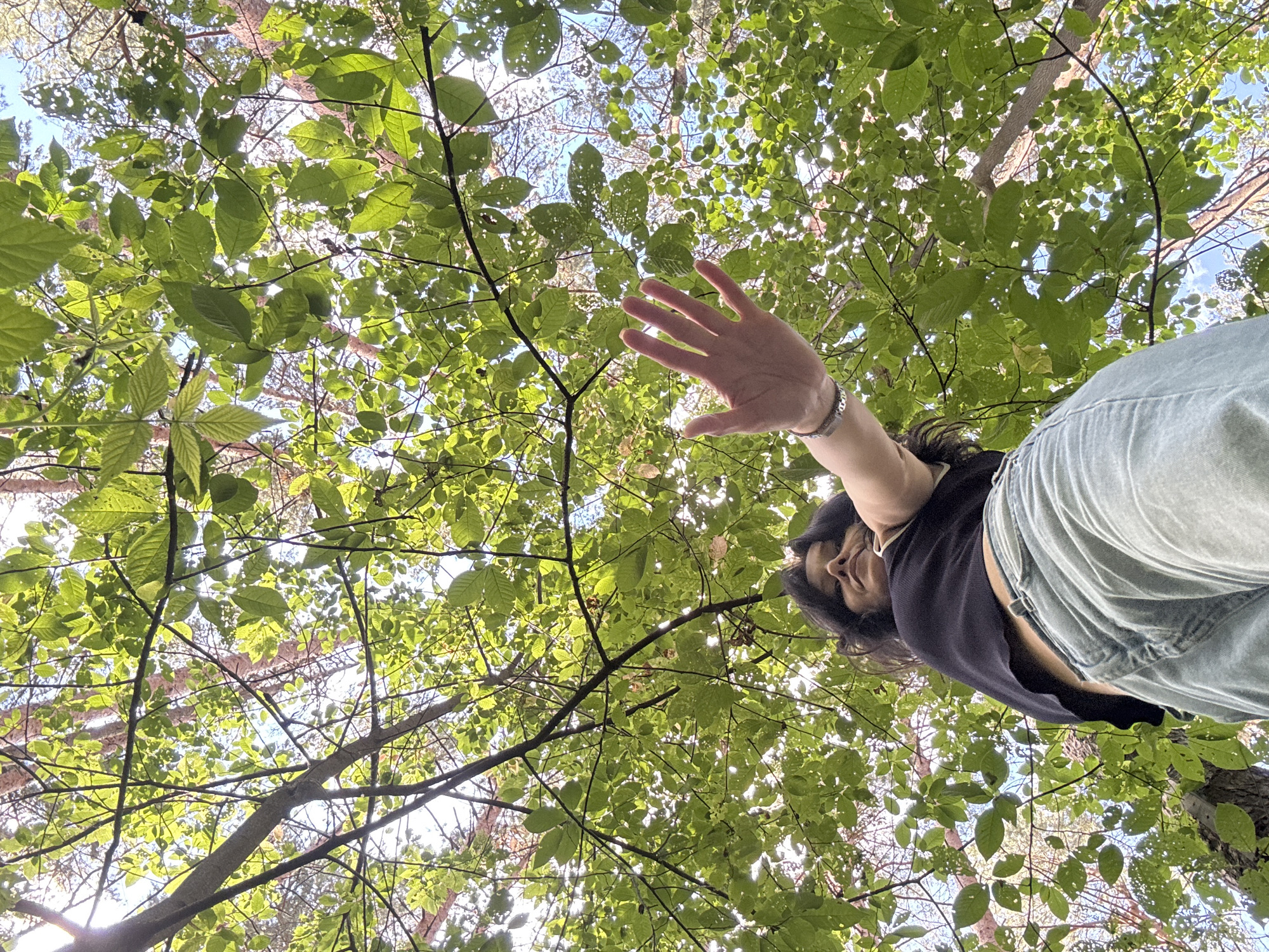 A low-angle shot looks up through a canopy of green leaves at the sky, with a person in the foreground. The leaves are lush and vibrant, dappled with sunlight, suggesting a bright, clear day. The sky peeks through in patches, a pale blue. The scene is clearly outdoors, likely in a forest or park, given the density of the trees.
The subject, a person with dark hair, is positioned in the lower right quadrant of the image. They are wearing a dark top and light-colored, possibly denim, pants. Their body is angled upwards, and their right arm is extended towards the camera, with their palm facing forward, as if to block the lens or wave. They have a relaxed, perhaps playful, expression. A silver bracelet is visible on their wrist.
The overall mood is one of enjoying nature, with a sense of looking up and experiencing the outdoors. The time of day appears to be daytime, given the bright sunlight filtering through the leaves. There is no visible text in the image. The location context of Chaikovsky, Russia, suggests a temperate climate where such a leafy scene would be common during warmer months.