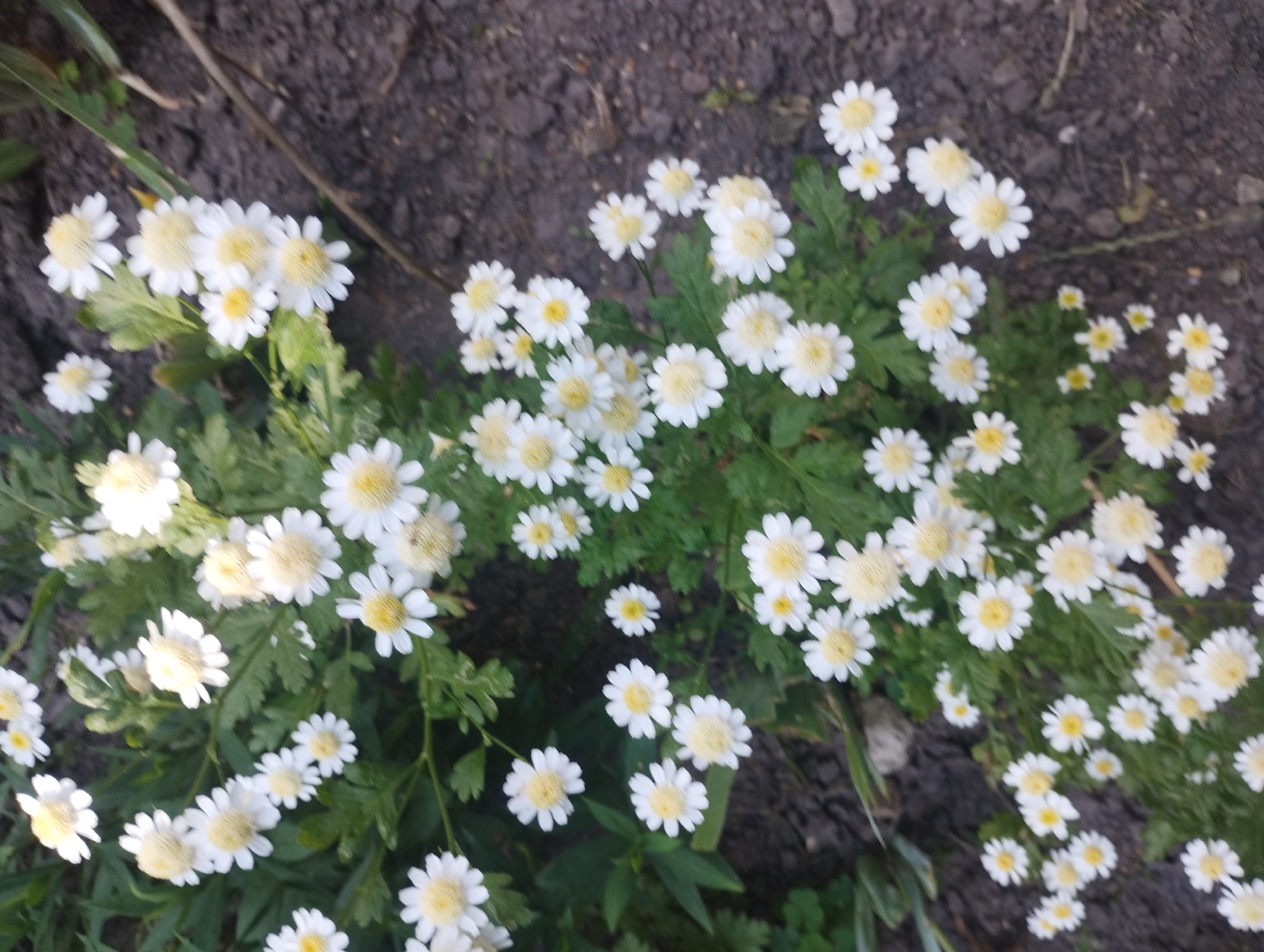 A high-angle medium shot shows a patch of small white daisies with yellow centers blooming in dark soil. The flowers are clustered together, with some of them facing upward and others tilted to the side. The background consists of rich, dark soil, with some dry grass and twigs scattered throughout. The lighting suggests it may be daytime, possibly morning or afternoon, with soft, diffused light. The overall scene is natural and serene, evoking a sense of the outdoors and the beauty of simple wildflowers. The setting appears to be a garden or a natural area in Sumy, Ukraine. There is no visible text in the image.