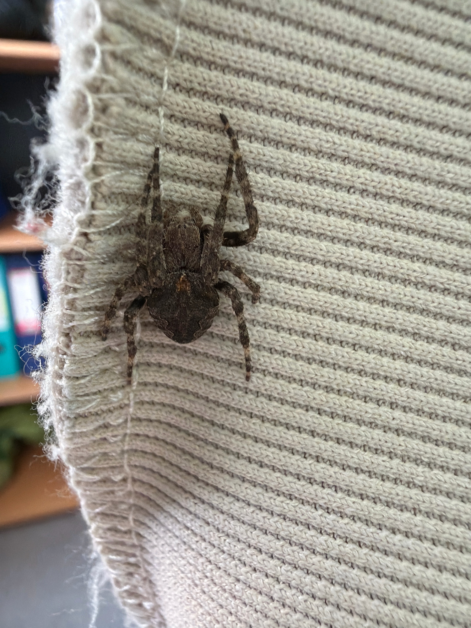 A brown spider with eight legs is positioned on a beige knitted fabric. The fabric has a ribbed texture and a frayed edge. The background is out of focus but appears to be an indoor setting with shelves and what look like binders. The lighting suggests it is daytime. This scene is not located in Yuzhno-Kurilsk, Russia.