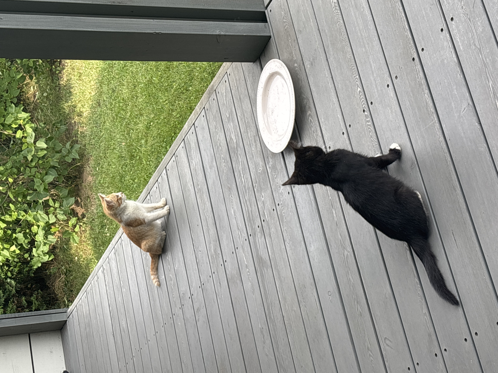 The image shows two cats on a grey wooden porch in Zvenigorod, Russia. One cat, with orange and white fur, is sitting further up the porch, facing to the right, with its tail curled around its body. The other cat, entirely black with white paws, is closer to the foreground, facing away from the camera and looking towards a white plate on the porch. Behind the porch, there is a patch of green grass and lush green foliage. The sun appears to be shining, creating shadows and highlighting the texture of the wooden planks. The scene suggests a domestic outdoor setting.