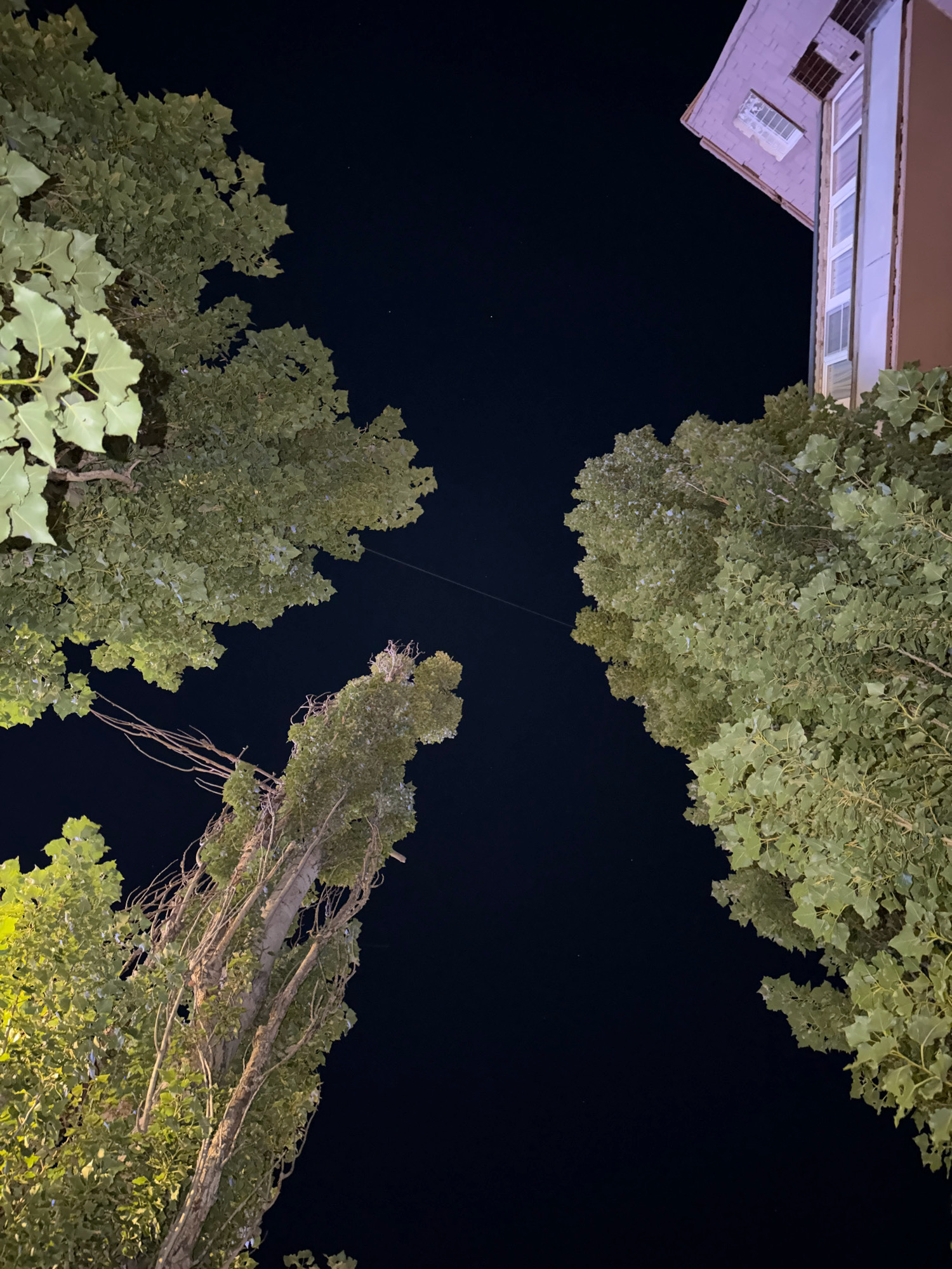 This image captures a nighttime view from below looking up at trees and the corner of a building against a dark sky. The building, on the right side of the frame, appears to be a residential structure with windows and a pitched roof. Several trees with dense green foliage are visible, framing the sky and the building. The scene suggests an urban setting in Pavlodar, Kazakhstan, possibly a residential area with mature trees. The lighting appears to be artificial, casting a glow on the leaves and the side of the building.