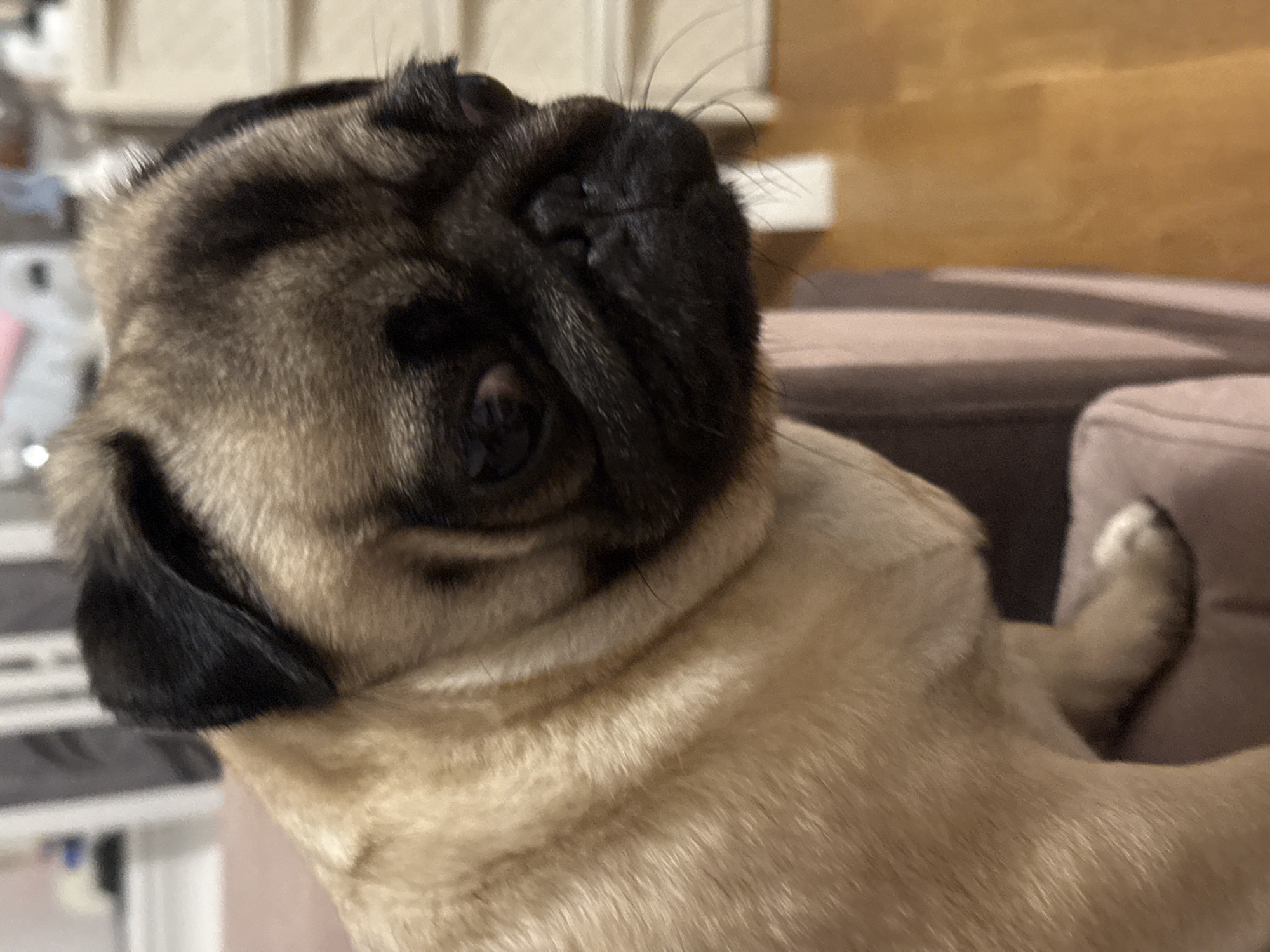 A pug dog is pictured in a close-up shot. The dog is fawn-colored with black markings on its face and ears. Its eyes are dark and appear somewhat droopy. The dog is looking to the right of the frame with its head tilted slightly. The background is blurred and appears to be an indoor setting, possibly a home, with furniture and wooden flooring visible. The lighting is soft and diffused, casting a warm glow on the dog's fur.