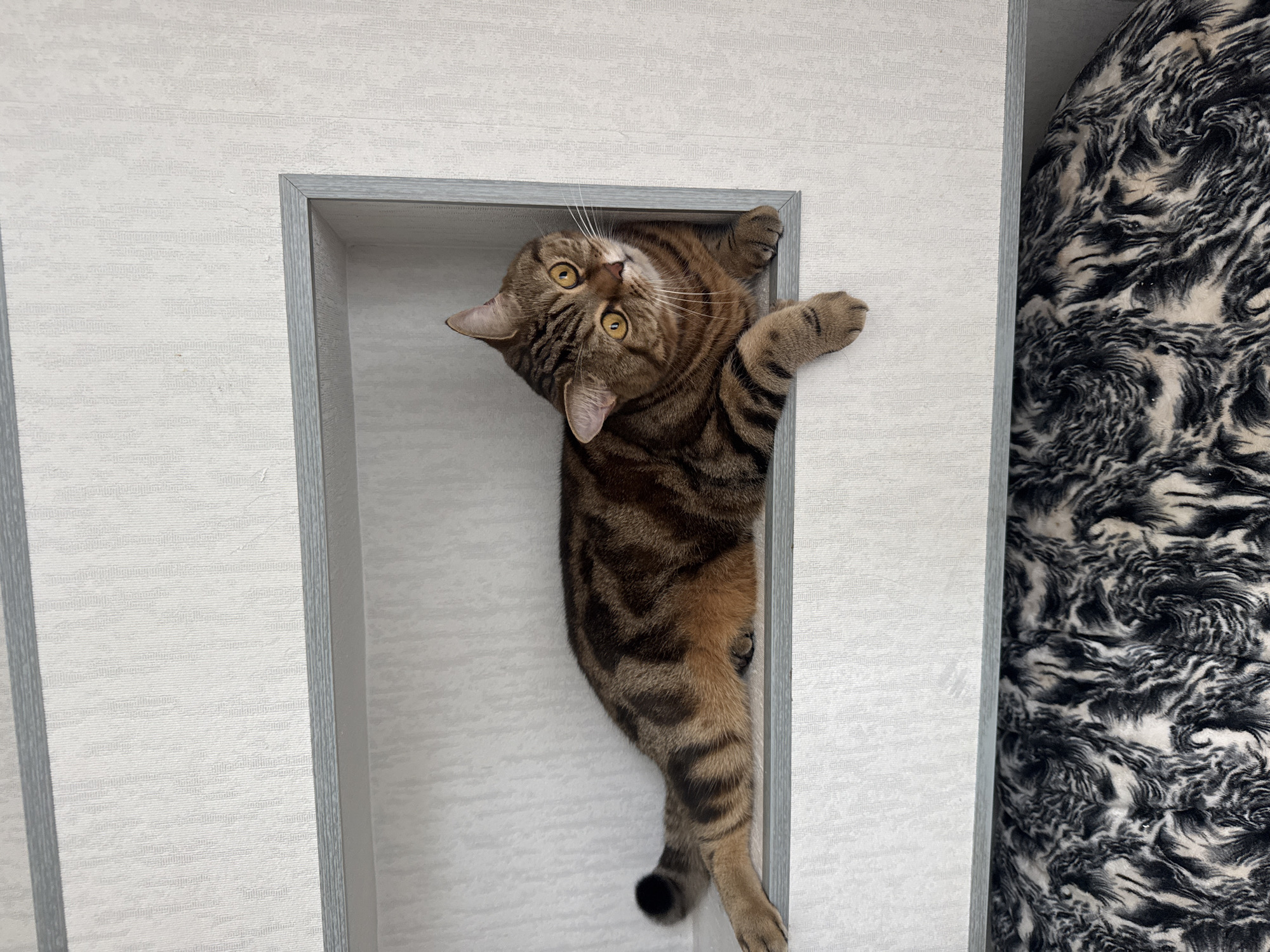 A brown tabby cat is hanging from a rectangular opening in a wall, with its head tilted to the side and its paws gripping the top of the frame. The frame is white with a gray trim, set against a light gray textured wall. To the right of the frame is a black and white patterned, possibly furry, surface. The cat is suspended vertically, and its tail dangles at the bottom of the frame. The image appears to be taken indoors, in Chaikovsky, Russia.