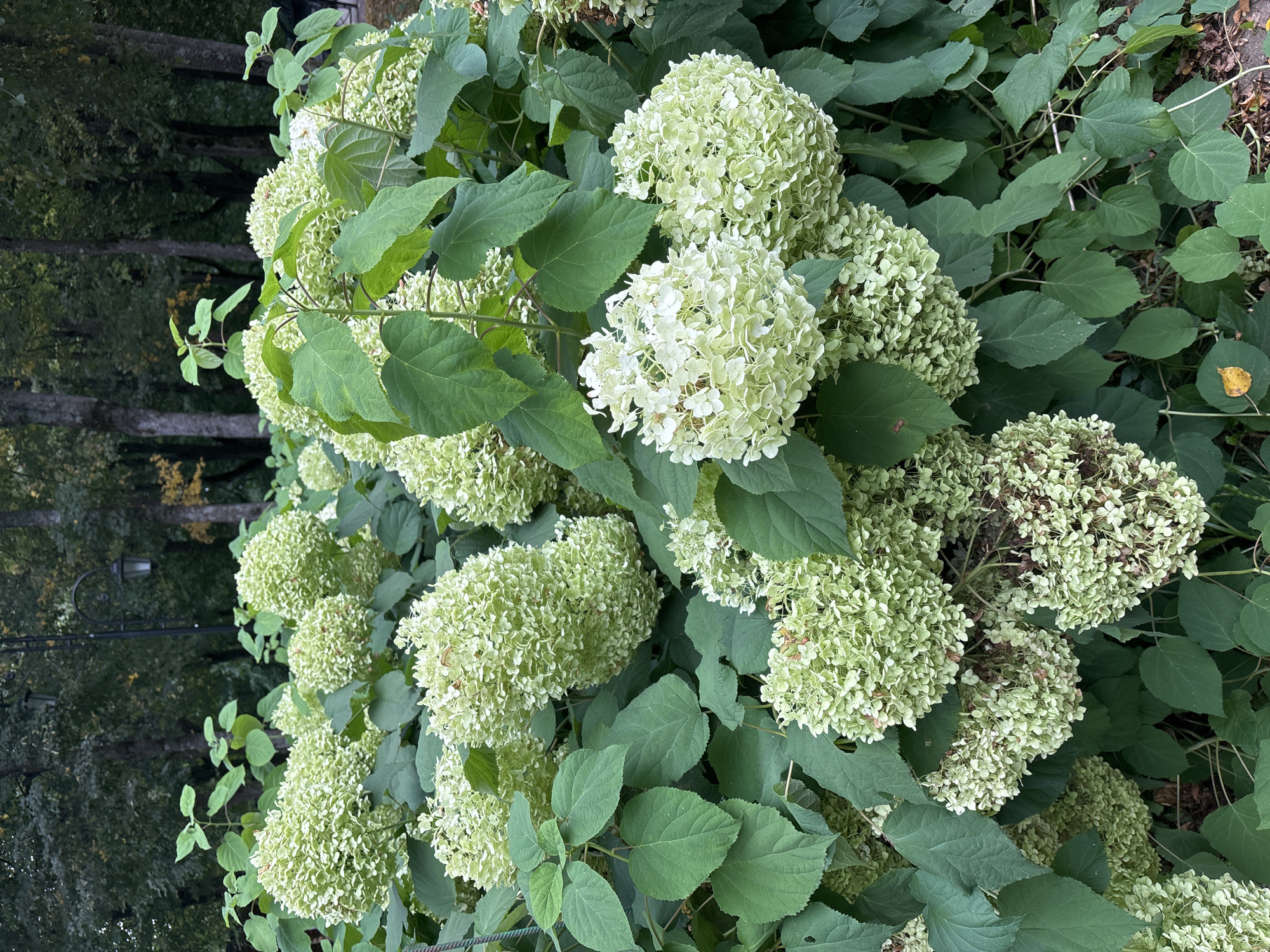 A close-up, eye-level shot captures a large bush of white and pale green hydrangeas in Zvenigorod, Russia. The flowers are in various stages of bloom, with some fully open and others beginning to fade and dry. Large, dark green leaves form a dense backdrop and frame the blooms. In the upper background, the dark silhouettes of mature trees and a black, ornate lamppost are visible, suggesting a park or garden setting. The lighting is overcast, casting a soft, diffused light on the scene.