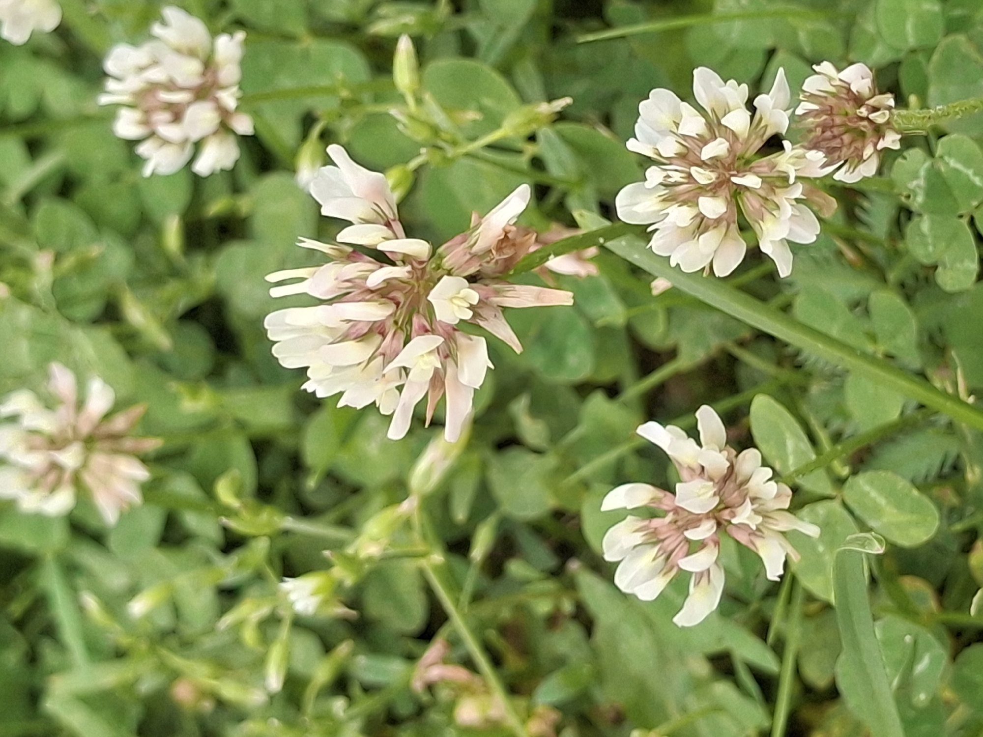 This is a close-up, eye-level shot of white clover flowers, also known as Trifolium repens, growing in a naturalistic setting. The flowers are clustered in round heads, with individual florets appearing delicate and slightly tinged with pink. The surrounding environment is lush and green, with the clover's characteristic trifoliate leaves visible throughout the frame. The lighting is diffused, suggesting an overcast day or a shaded area. The image appears to have been taken in Ogre, Latvia, likely in a park, garden, or undeveloped green space. There are no people or animals present in the image, and no specific actions are depicted. The focus is entirely on the botanical details of the clover flowers and their immediate surroundings.