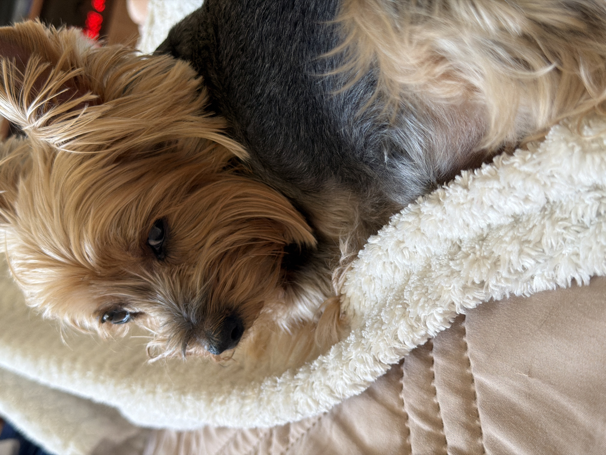 A close-up, slightly angled shot captures a Yorkshire Terrier resting on a white, fluffy blanket. The dog's fur is a mix of tan and gray/black colors. The background consists of a beige, quilted surface. The location of this image cannot be determined to be in Sofia, Bulgaria, or any other specific location. No people, actions, or interactions are discernible. The environment is limited to the immediate surroundings of the dog and bedding.