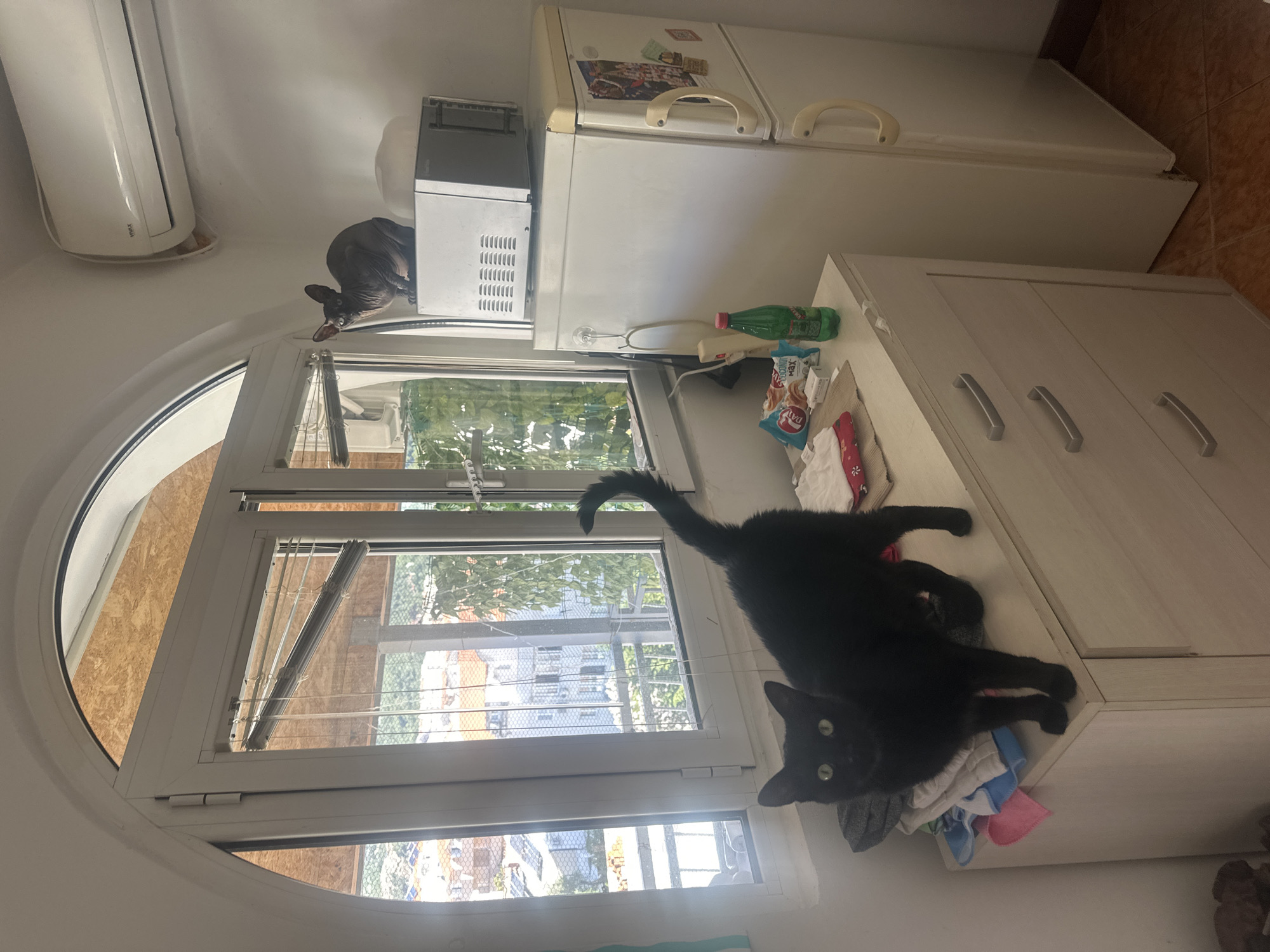 In Budva, Montenegro, a domestic scene unfolds by a window. Two cats are present: a black cat stands on a dresser near the window, while a Sphynx cat perches atop a microwave, which rests on a refrigerator. The room appears to be a kitchen or living area, with a dresser, refrigerator, microwave, and an air conditioning unit visible. The window offers a view of buildings and greenery, suggesting an urban or semi-urban setting. There are various items on the dresser, including folded clothes and a bottle of green liquid. The lighting suggests it is daytime.