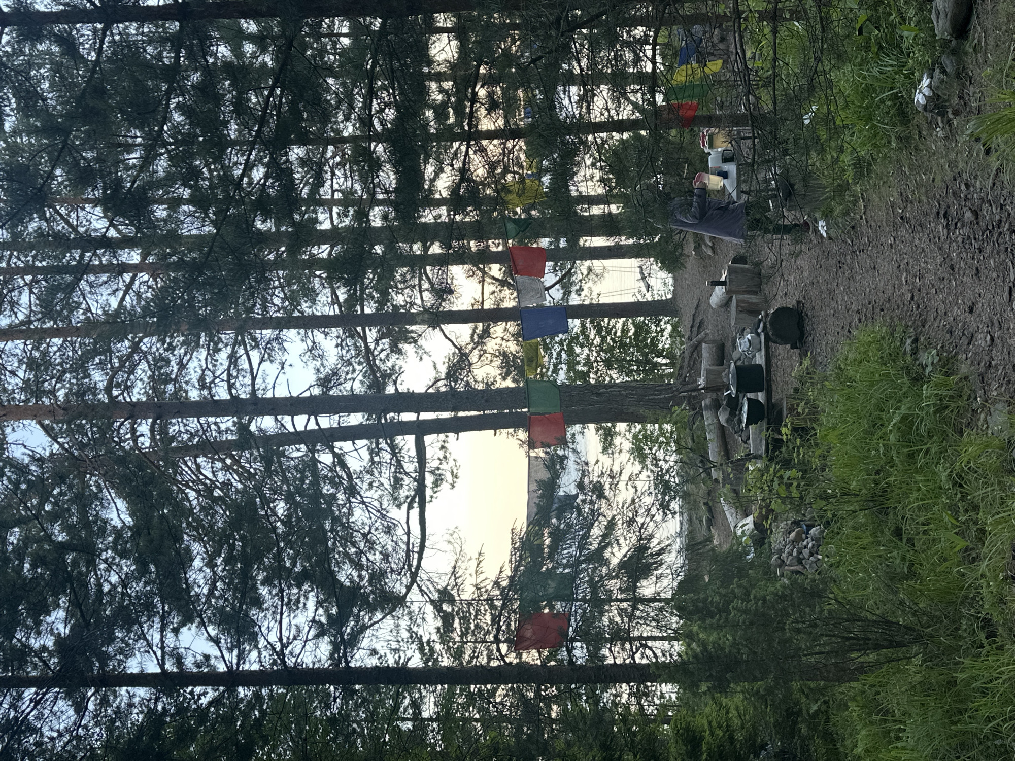 The image depicts a campsite in a wooded area near a body of water, presumably Lake Ladoga, in Soanlakhti, Russia. Several tall pine trees dominate the foreground, with their branches and needles creating a dense canopy. Prayer flags in various colors are strung between the trees, adding a touch of vibrancy to the scene.
In the middle ground, a person wearing a dark jacket and patterned pants is standing at a table set up for food preparation. They appear to be holding a container filled with a yellow liquid, possibly for cooking or drinking. Nearby, there are cooking pots, logs used as seating, and other camping equipment, suggesting a meal is being prepared or has recently been consumed.
The ground is covered with gravel and grass, with scattered rocks and fallen logs. The overall atmosphere is one of a rustic, outdoor gathering in a natural setting. The light suggests it is either early morning or late evening, with the sky displaying soft hues of yellow and blue.