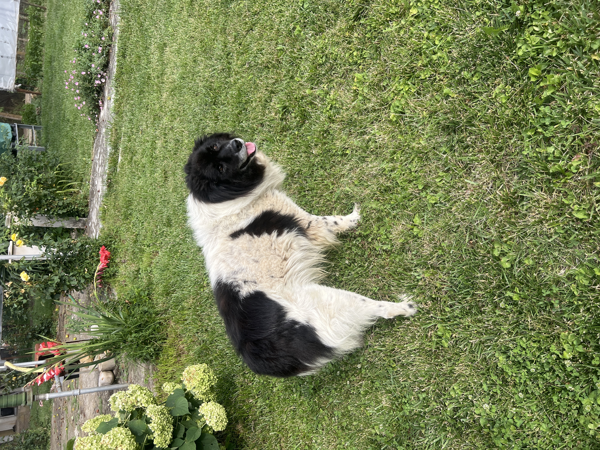 A medium-sized, fluffy dog with black and white patches stands on a lush green lawn. The dog is facing to the right, with its mouth open and tongue hanging out. Its fur is a mix of white and black, with black markings on its face and body. The dog's tail is visible and appears to be fluffy. In the background, there are various plants, including some with large, light green flowers, and some tall red flowers. A stone pathway is also visible in the background, leading away from the dog and into the yard. The overall scene appears to be a peaceful outdoor setting, possibly a backyard garden. The dog's presence suggests it is a pet enjoying the outdoors. There is no indication of any specific location within Ohrid, Bulgaria.