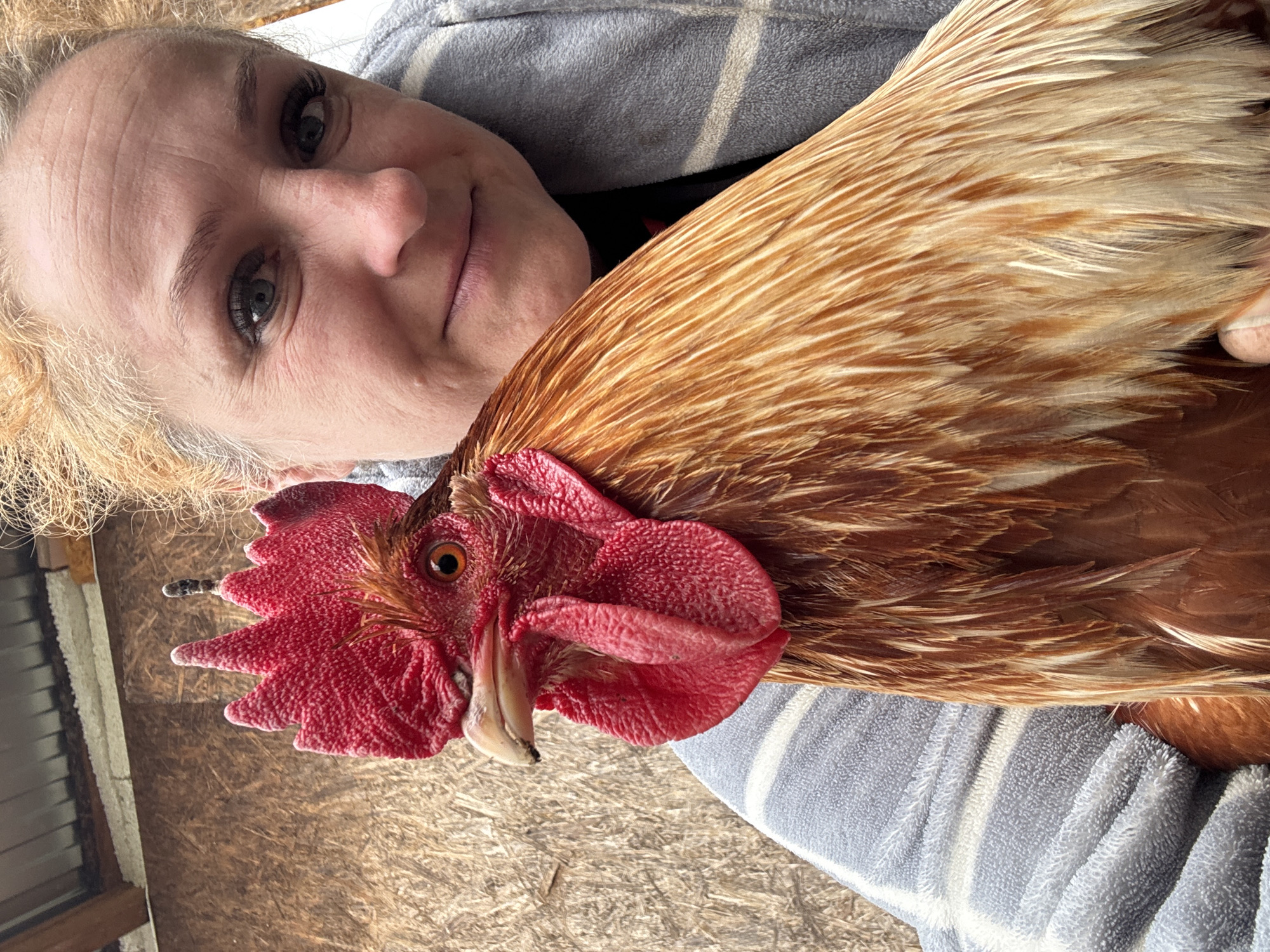 A woman holds a rooster in front of a roughly textured wooden surface. The woman is fair-skinned with light-colored hair and is wearing a gray and white striped garment. Her face is visible in the upper left corner, turned towards the camera with a slight smile. The rooster is primarily brown and red, with a prominent red comb and wattle. The location is unknown.