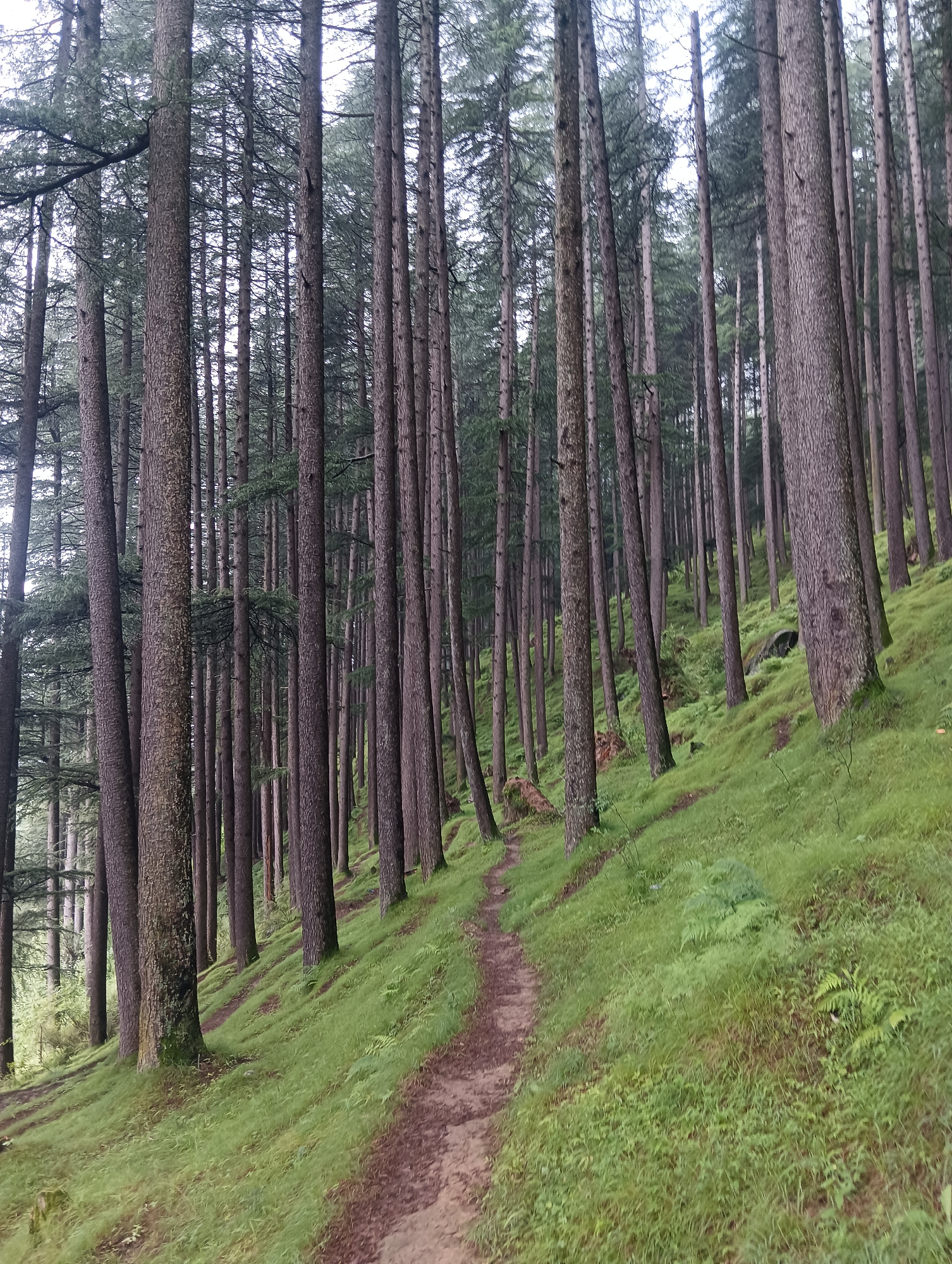 A dirt path winds through a dense forest of tall pine trees in Manali, India. The trees are closely spaced, with their trunks creating a vertical pattern against a pale, overcast sky. The ground slopes upward to the right, covered in lush green grass and scattered ferns. The path is narrow and appears to be well-trodden, suggesting it is a frequently used trail. The overall scene evokes a sense of natural tranquility and the serene beauty of the Himalayan foothills.