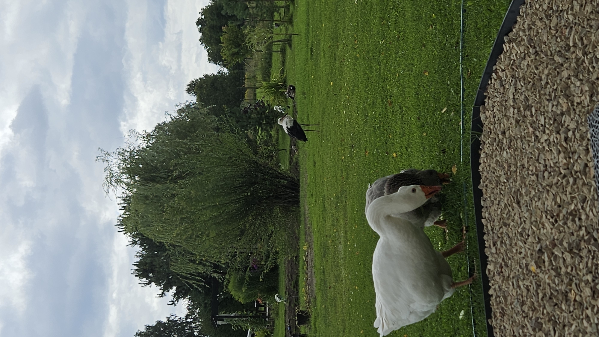 This image depicts a natural outdoor scene in Kākciems, Latvia, on a cloudy day. The foreground shows a large white goose with orange beak and legs, and a grey goose behind it, both foraging on a lush green lawn. In the mid-ground, a white stork with black wing and tail feathers stands on its long, thin legs, looking to the left. The background is filled with various trees and foliage, creating a natural, park-like setting. The sky is overcast with heavy grey clouds. The image appears to have been taken at eye level.