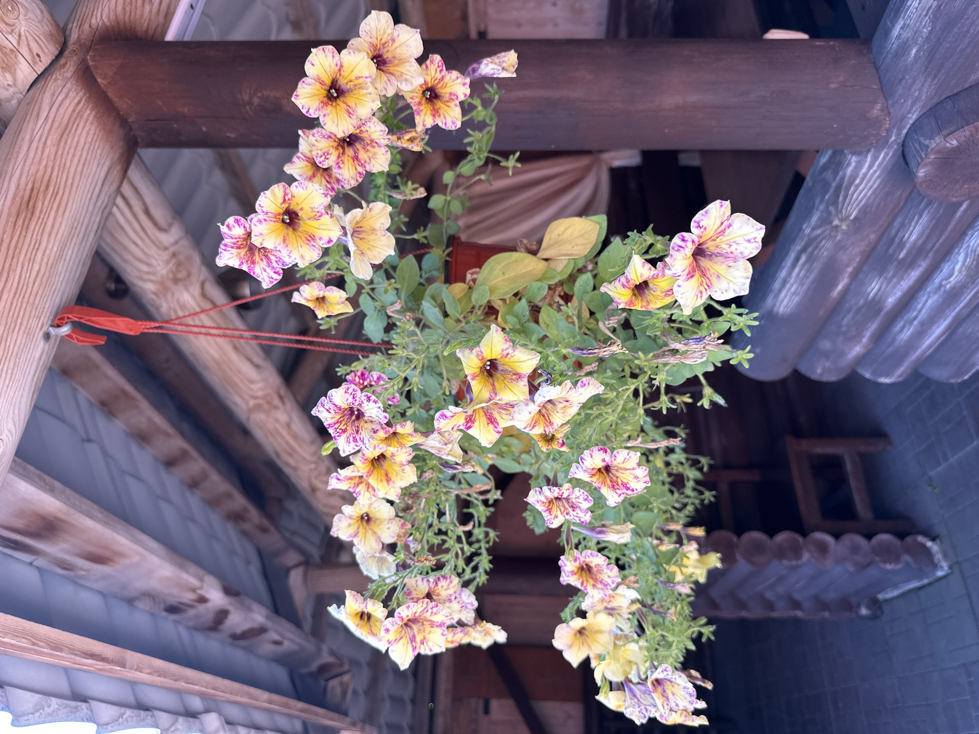 This is a photograph of a hanging basket of petunias suspended from a wooden structure. The flowers are primarily yellow with pink and purple veining. The hanging basket is red and contains lush green foliage. The background is blurred but appears to be an outdoor setting with wooden beams and a roof overhead. The setting suggests a covered patio or gazebo, possibly at a restaurant or outdoor cafe. The image does not contain any people or any discernible landmarks that would pinpoint its location in Novokuznetsk, Russia.