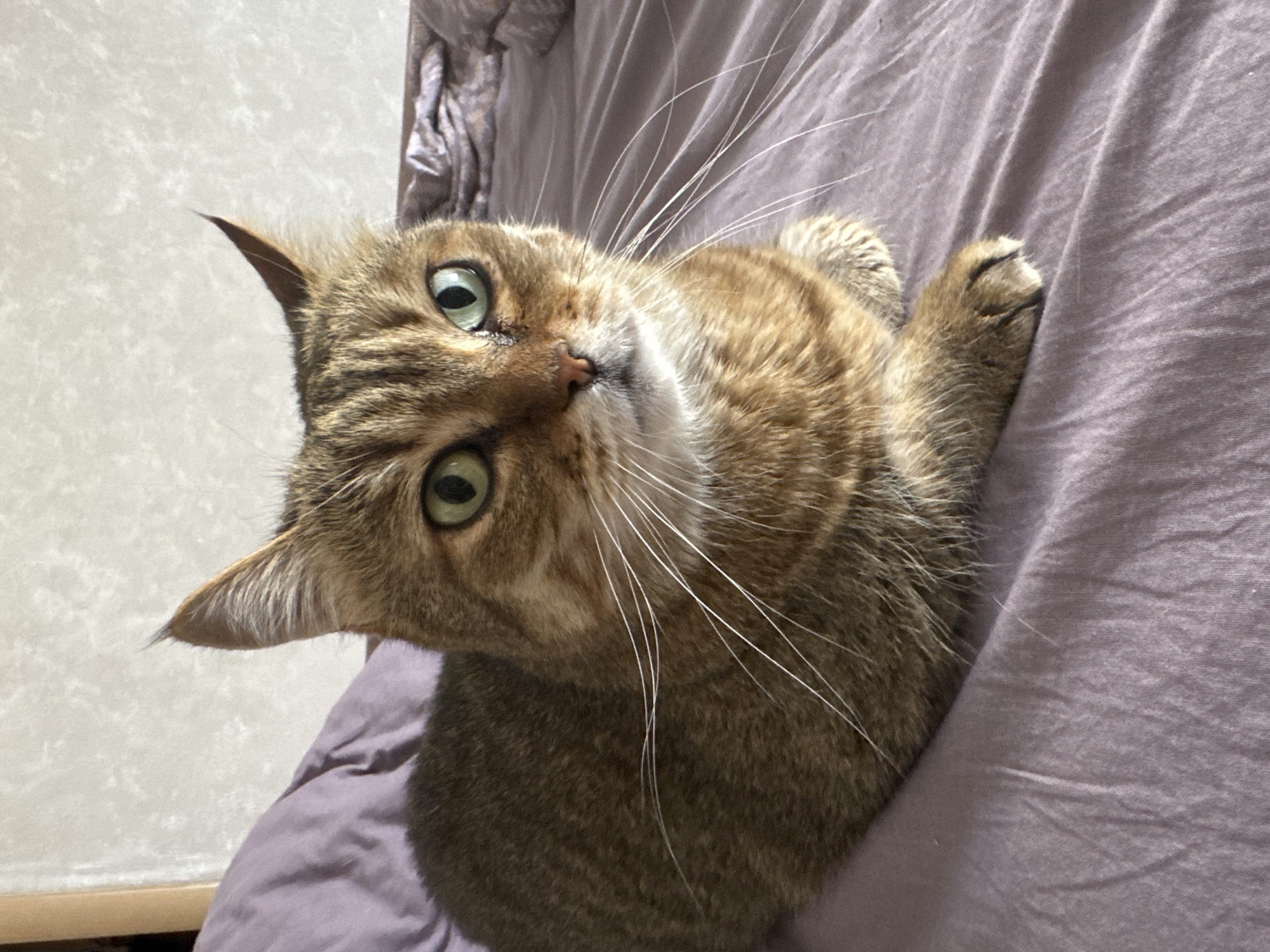 A medium shot of a light brown tabby cat with green eyes lying on a lavender-colored, wrinkled bedspread. The cat is looking up and slightly to the left of the frame. The background includes part of a white wall and a dark-colored, rumpled fabric. The location in the city of Chaikovsky, Russia, is not discernible from the provided image.