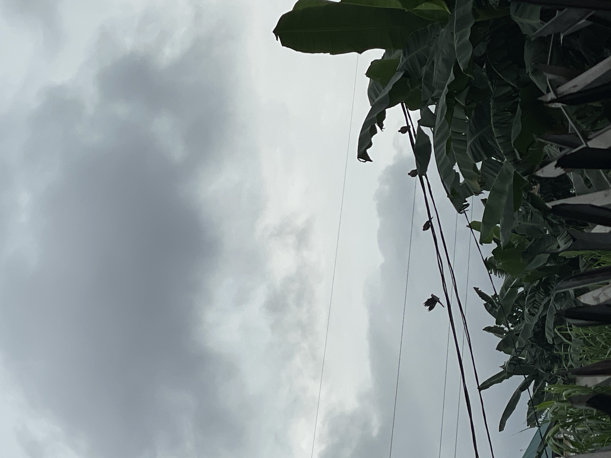 In Nkpor, Nigeria, under a grey, overcast sky, several small birds are perched on electrical wires stretching across the frame. One bird is captured in mid-flight, wings extended, over the wires. Lush, green banana leaves dominate the right side and lower portion of the image, creating a dense, natural backdrop. A dark, pointed fence runs along the bottom foreground. The overall scene depicts an outdoor environment with a mix of man-made infrastructure and abundant vegetation.