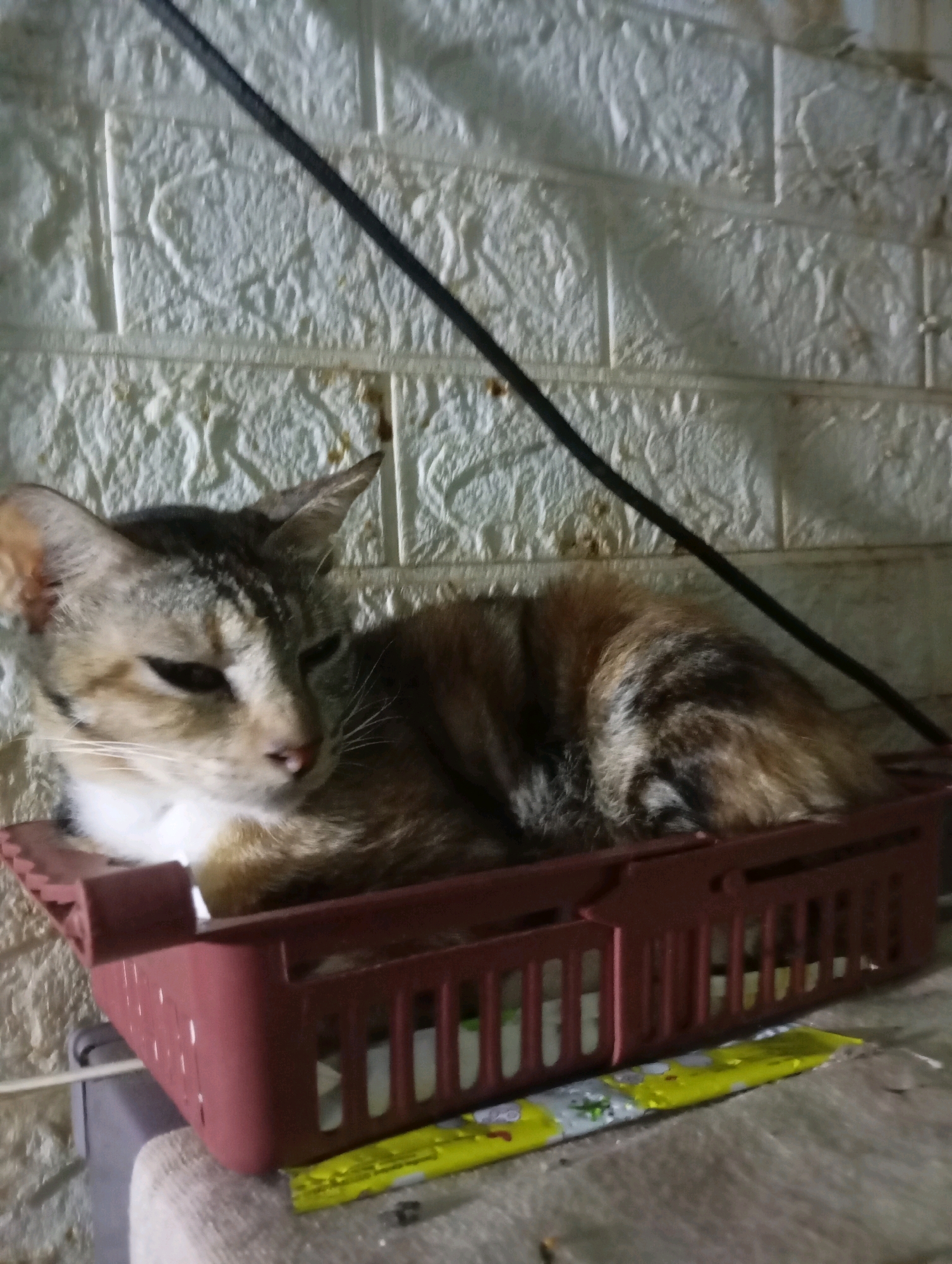 A tabby cat with brown, black, and white fur is curled up inside a maroon plastic basket. The basket is placed on a light-colored fabric surface, possibly a cushion or blanket. Behind the basket, a white textured wall, possibly wallpaper or a decorative brick surface, is visible. A black cable or wire runs diagonally across the upper portion of the wall. In front of the basket, a bright yellow and silver wrapper, possibly for food, lies on the surface. The scene appears to be indoors, possibly in a domestic setting in Balikpapan, Indonesia. The lighting suggests it may be evening or a dimly lit room.