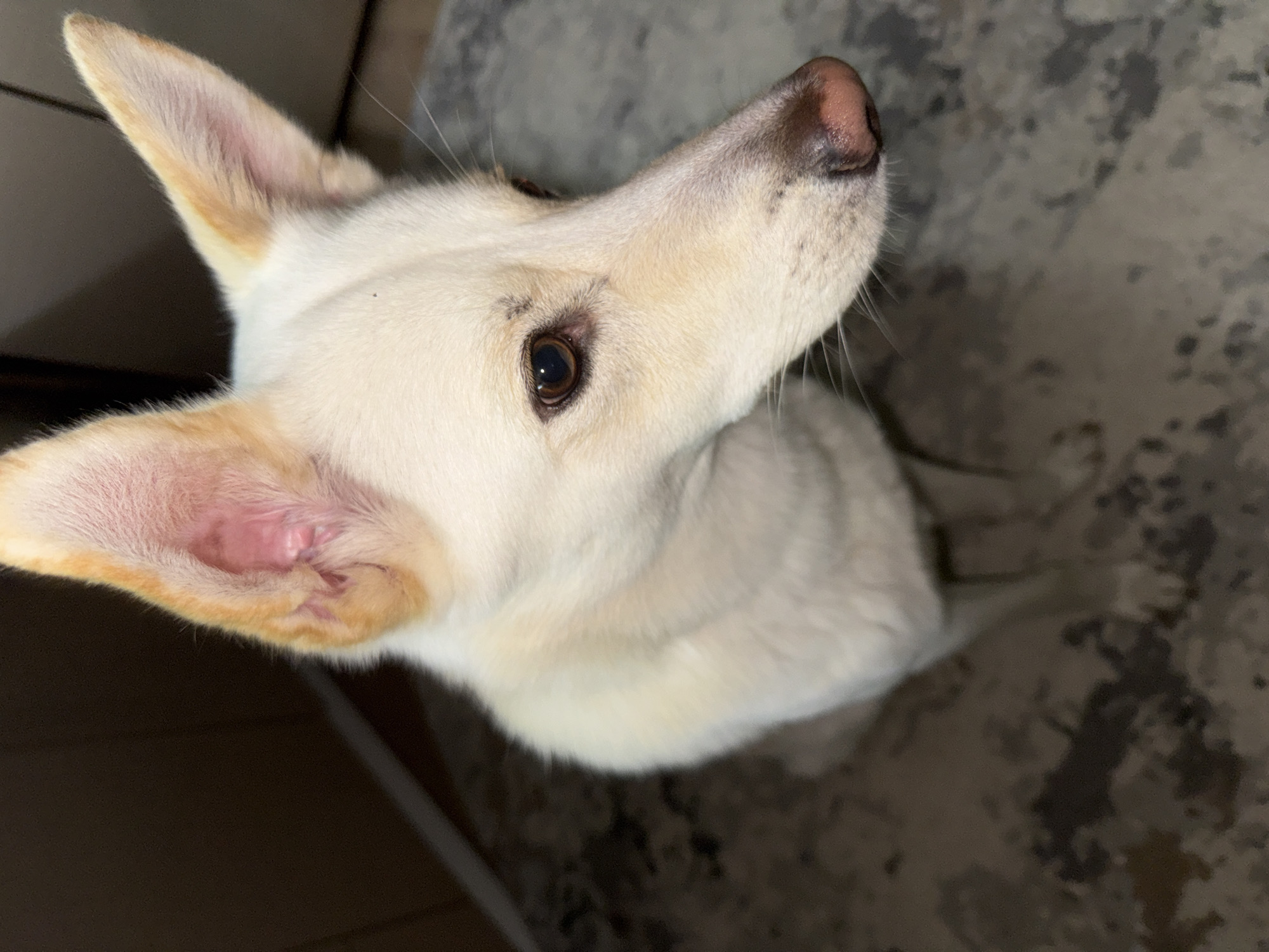 A close-up, high-angle shot shows a light-colored dog with upright ears and amber eyes. The dog is sitting on a patterned rug in what appears to be an indoor setting. The background is out of focus, with a dark brown wall or cabinet visible on the left and a lighter brown wall on the right. The dog's snout is pointing to the right of the frame. The lighting is dim, with the primary light source appearing to come from above and slightly to the left, illuminating the dog's face and ears. There are no humans or other animals visible in the frame. The image does not provide any information about the specific location in the city of Марковский, Russia.