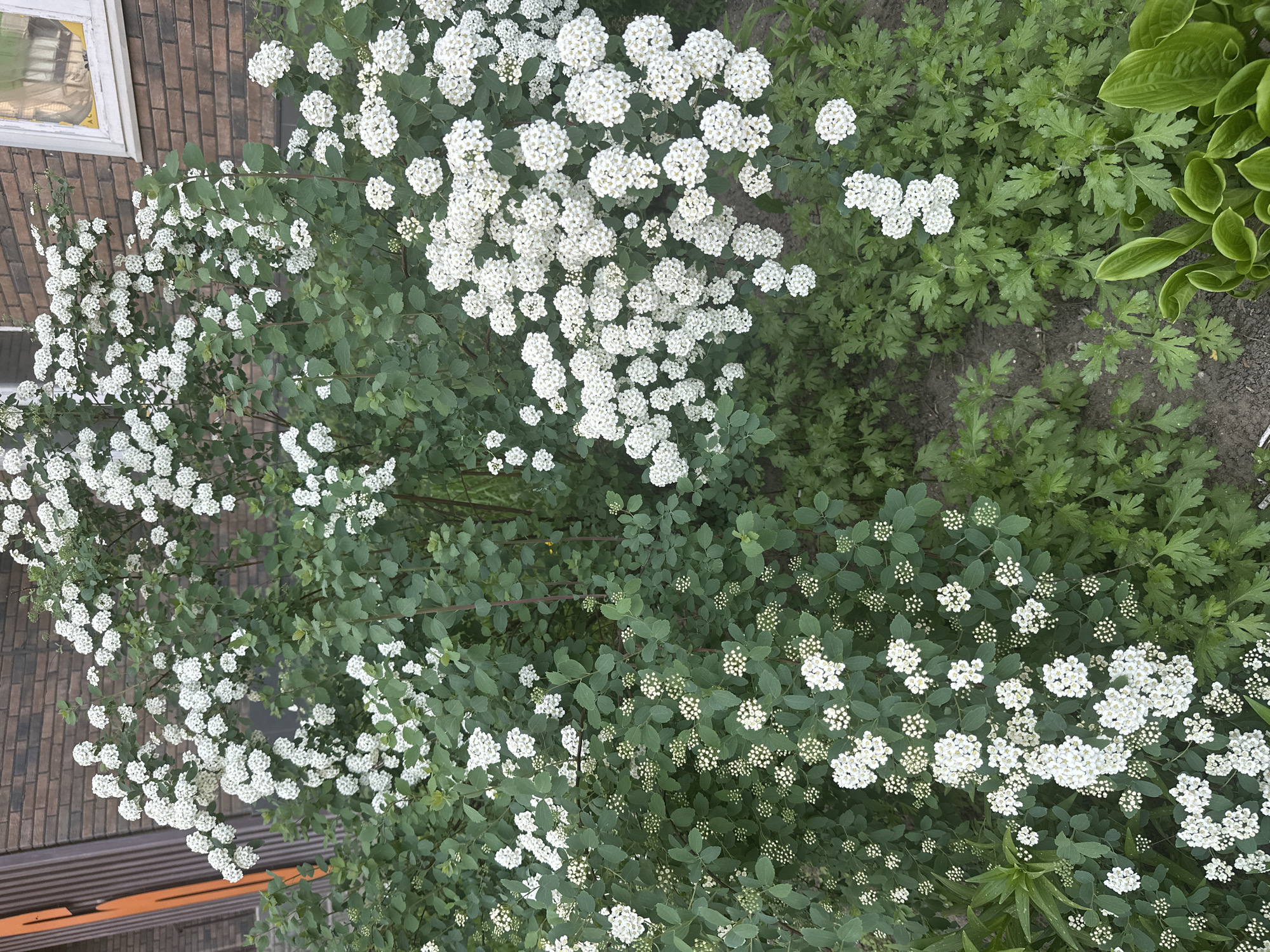 The image depicts a flowering bush, likely a spiraea, with numerous clusters of small, white flowers amidst green foliage. The bush is located in an outdoor setting, possibly a garden, with a building visible in the background featuring brick walls. Other plants, including hostas, are also present. While the image does not offer definitive proof, it aligns with the visual characteristics of gardens found in Мирный, Russia, considering the type of vegetation commonly cultivated in temperate climates.