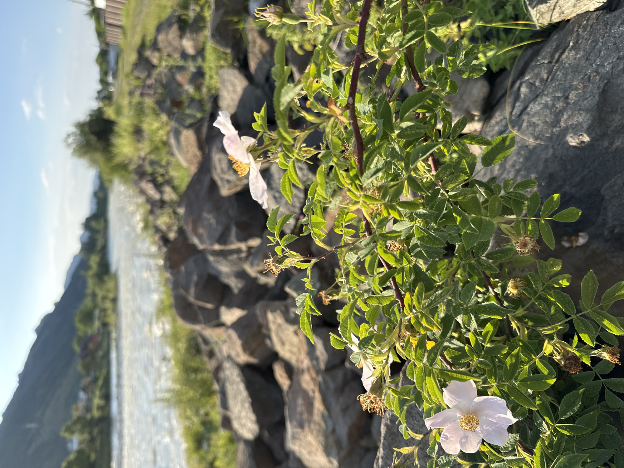 A vertical, eye-level, close-up shot captures a blooming wild rose bush with delicate pink and white petals set against a backdrop of a river and distant mountains. The foreground is dominated by the vibrant green foliage of the rose bush, interspersed with wilted seed pods and a single, fully bloomed flower. Several smooth, gray rocks are visible in the lower portion of the frame, with more piled behind the bush, forming a rough embankment.
The middle ground features the shimmering, slightly rippled surface of a wide river. The riverbanks are lined with tall, green grass and scattered rocks, with hints of foliage and small buildings visible in the distance. The background is defined by a range of imposing, rugged mountains, their slopes casting shadows under a clear, pale blue sky with a few wispy clouds. The overall lighting suggests late afternoon or early morning sun, casting warm, directional light on the scene.
The image appears to depict a natural landscape likely situated along the banks of a river, possibly within or near the city of Karachayevsk, Russia, given the mountainous terrain. No people or animals are present in the image.