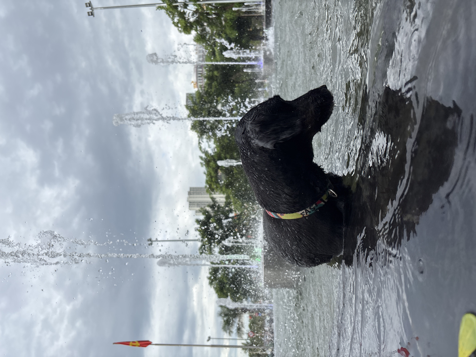 A black dog stands in a shallow water feature, possibly a decorative fountain, in a public urban space. Water sprays from multiple jets around the dog, creating a dynamic and misty atmosphere. The dog is wet and appears to be looking down towards the water. It wears a collar with a colorful, geometric pattern. In the background, trees line the horizon, with several modern buildings visible beyond them. A flag pole with a red flag and what appears to be a yellow emblem is positioned to the left of the frame. The sky is overcast with gray clouds. This scene is located in the central square area of Nha Trang, Vietnam, adjacent to the waterfront promenade.