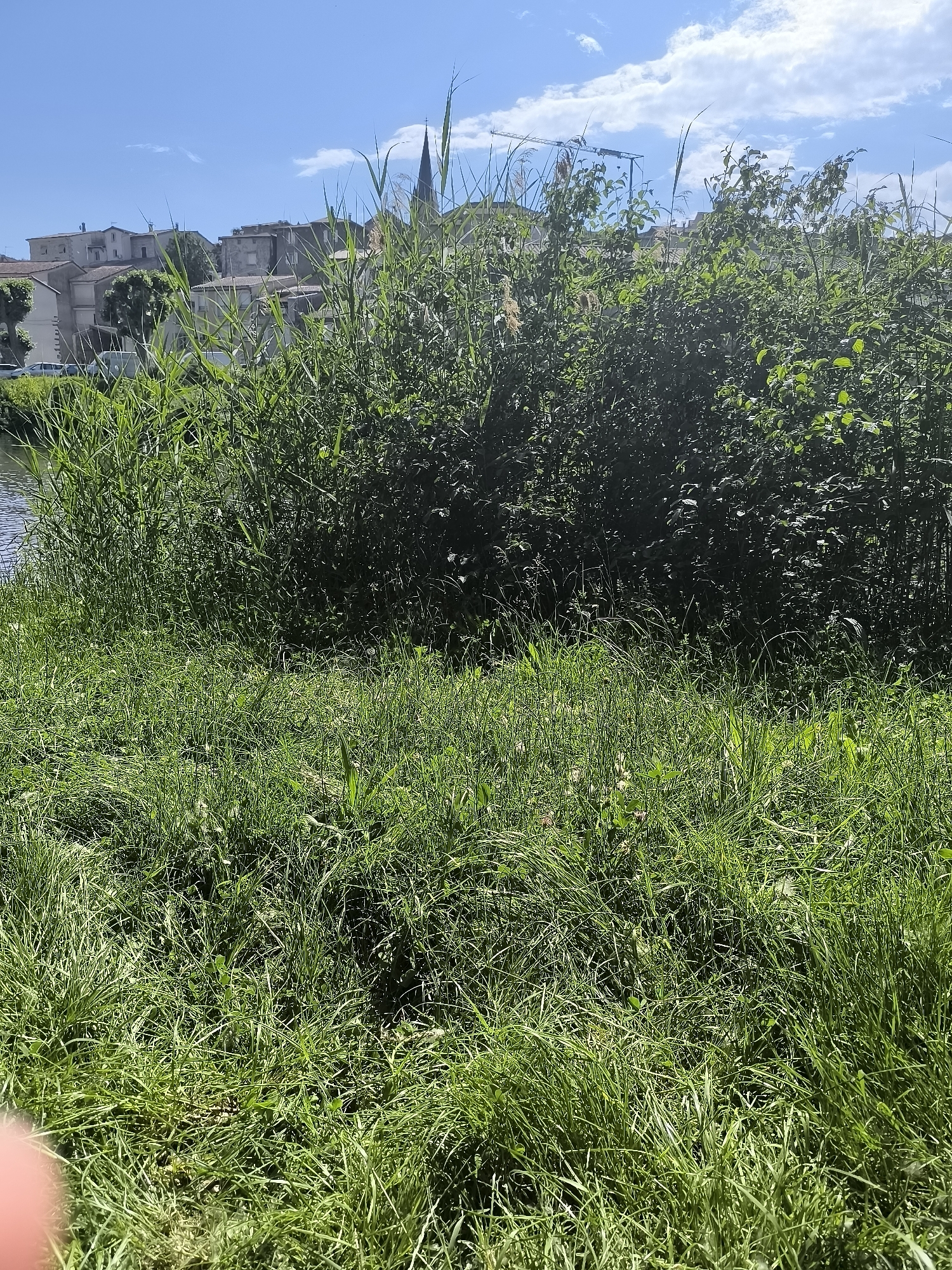 The image captures a view of Chézenas, France, from a grassy embankment near a canal or river. The foreground is dominated by long, lush green grass. Behind the grass is a dense thicket of vegetation, likely including reeds and bushes, partially obscuring the view. In the midground, residential buildings and a church spire are visible above the vegetation. A construction crane is seen above the buildings. The sky is blue with scattered white clouds.