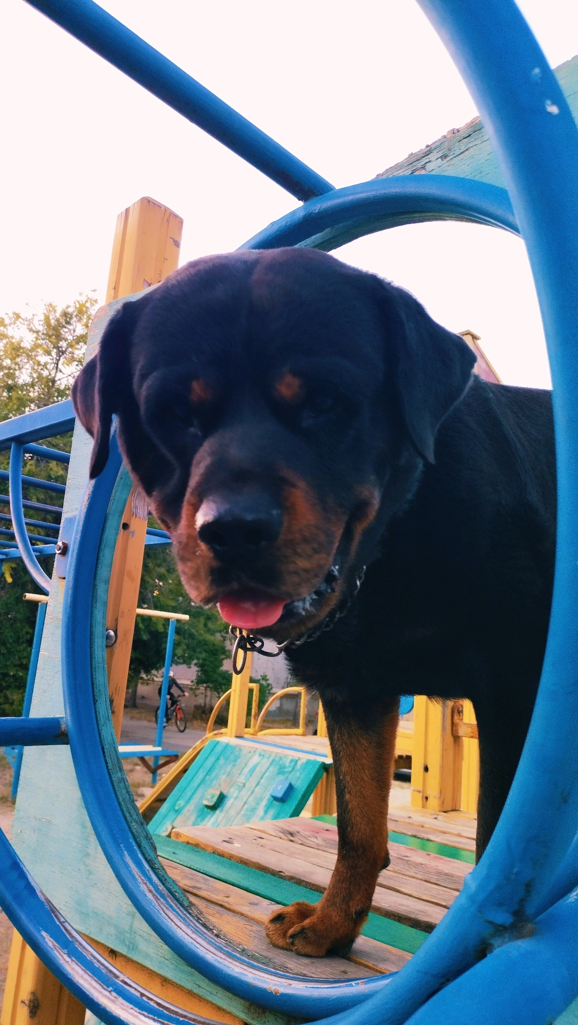 A Rottweiler is positioned on a playground structure in Horishni Plavni, Ukraine. The dog is looking downwards, with its tongue slightly out. The playground features blue, yellow, and green elements, with wooden platforms and bars. In the background, trees and a street are visible, with a person on a bicycle in the distance. The sky is overcast.