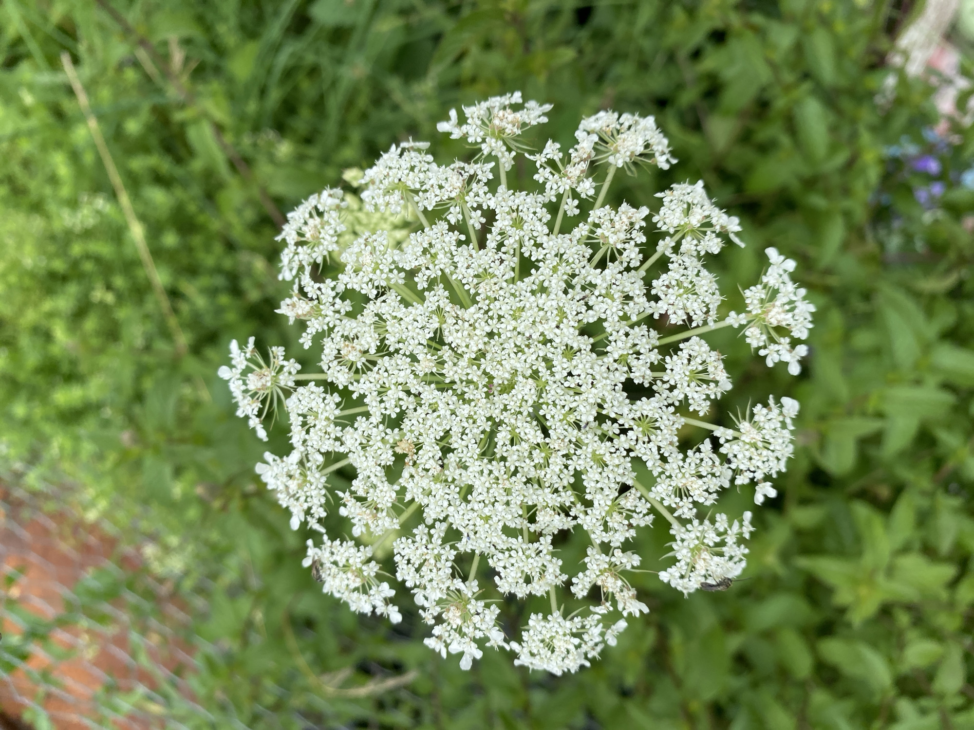 A close-up, overhead shot captures a cluster of small white flowers, resembling Queen Anne's Lace, arranged in a flat-topped umbel. The delicate petals form a lace-like pattern against a backdrop of blurred green foliage. Two small insects, likely flies, are visible on the flower cluster, one near the top left and another on the lower left side. In the upper left corner, a portion of a chain-link fence with reddish-brown posts is visible, out of focus. The overall environment suggests an outdoor, natural setting. This image was taken in the Town of Princetown, United States of America.