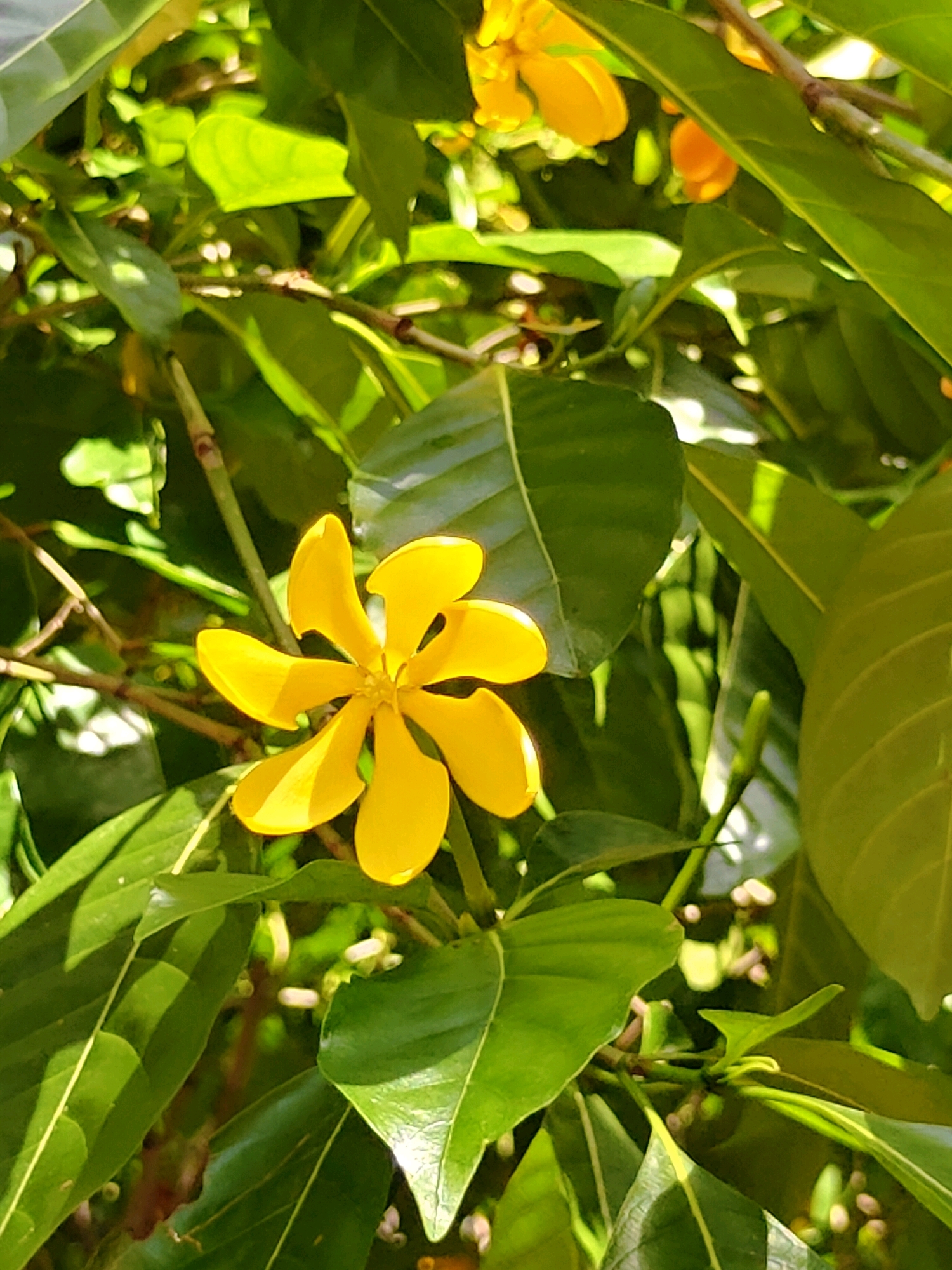 This is a close-up, eye-level, vertical shot of a yellow gardenia flower with six petals, each petal tapering to a point. The flower is positioned slightly off-center to the left, with its petals spread open. It is surrounded by lush, green foliage. The lighting suggests it is daytime, with sunlight illuminating the flower and leaves. The background consists of more green leaves, some of which are out of focus, creating a soft bokeh effect. Some unopened buds or smaller flowers are also visible amongst the leaves, appearing as small, pale buds. The overall impression is one of natural beauty and vibrant life. The image was captured in Mu Si, Thailand.