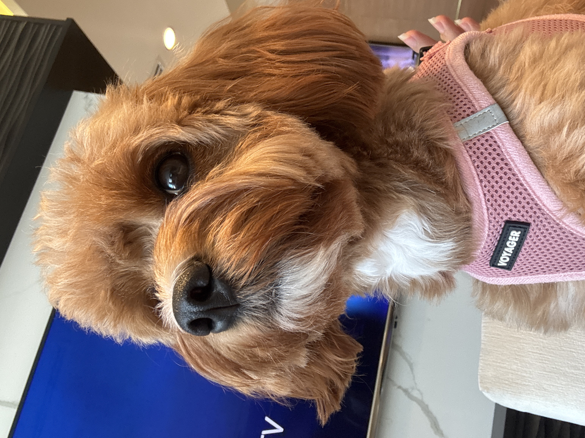 A medium shot, taken from chest level, shows a close-up of a reddish-brown Cavalier King Charles Spaniel wearing a pink mesh harness. The dog is looking to the left, with its nose and muzzle prominent in the foreground. Its fur is slightly disheveled around its face. A white patch of fur is visible on its chest. The harness has a black rectangular tag with the word "VOYAGER" in white letters. A person's hand with manicured fingernails is visible on the right side of the image, gently holding the harness. In the blurred background, a large television screen displays a bright blue color, and a portion of a modern interior with white marble accents and a light fixture can be seen. The overall impression is a candid shot of a pet indoors, likely in a home environment, within the city of Boca Raton, United States of America.