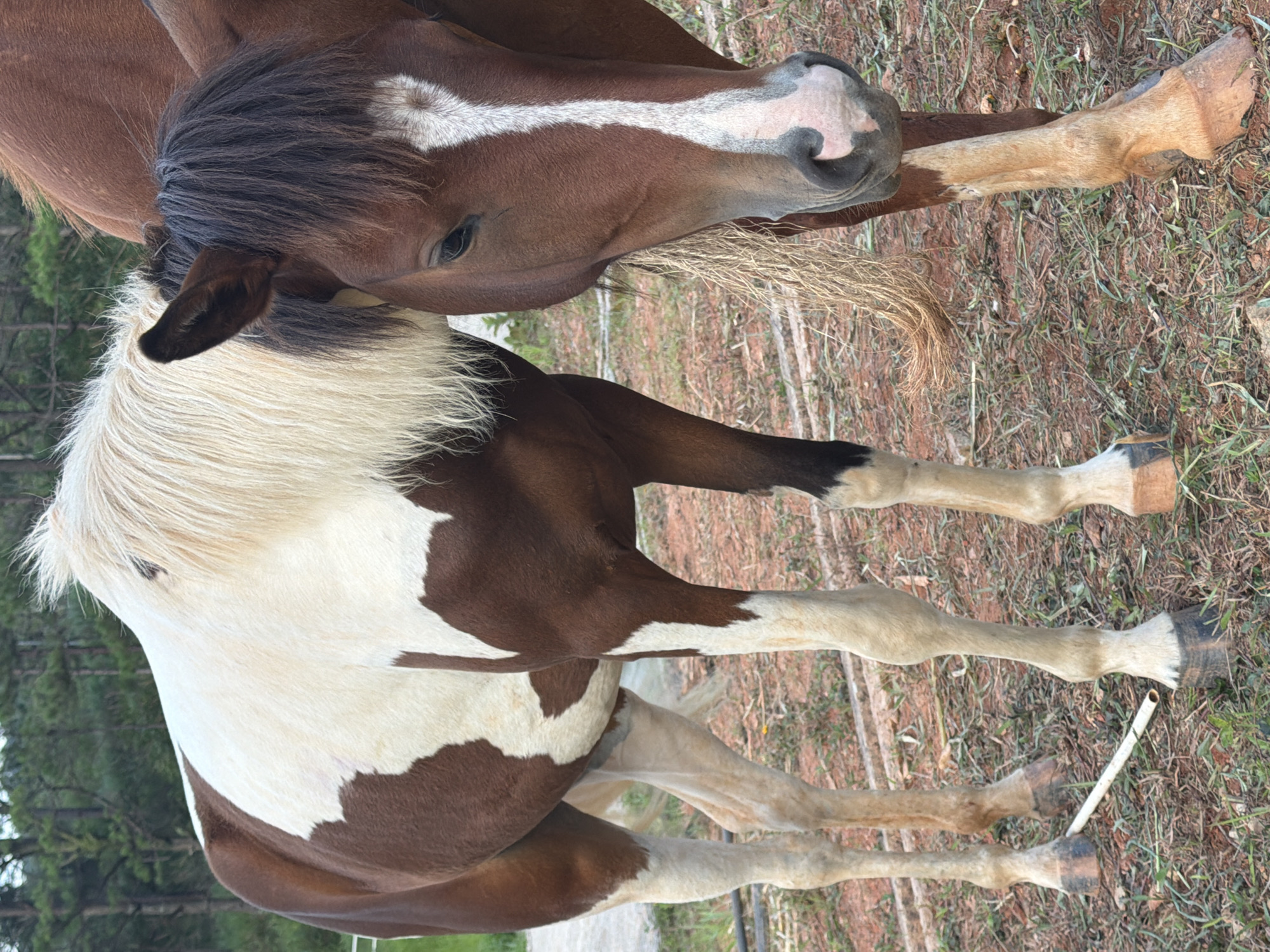Two horses stand close together outdoors in Da Lat, Vietnam. One horse on the left has a white and brown coat and a light-colored mane. The horse on the right is primarily brown with a dark mane and a white blaze on its face. They are standing on dry, reddish-brown soil with patches of green grass. In the background, a dense forest of tall pine trees is visible under an overcast sky.
