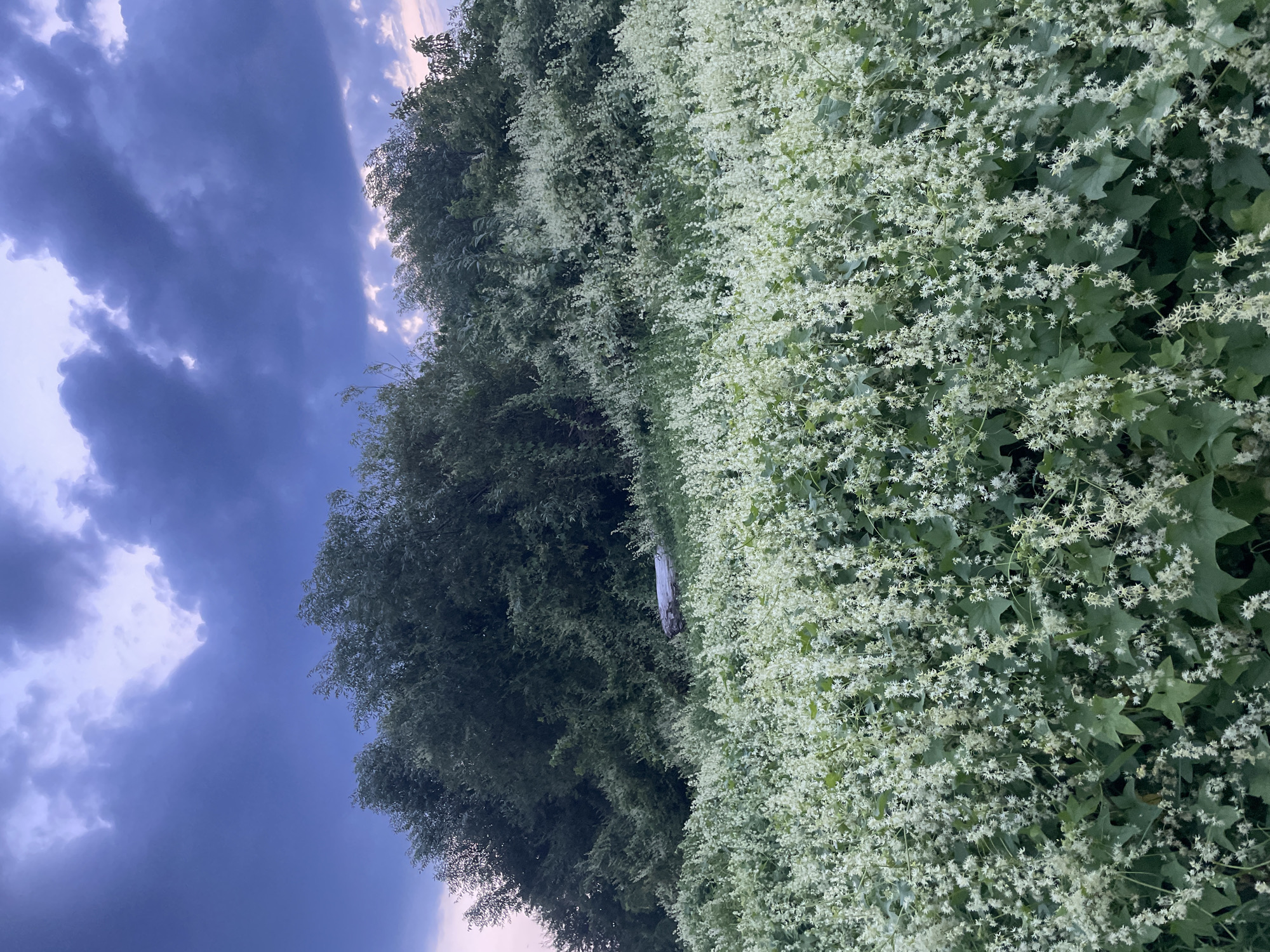An outdoor shot captures a landscape scene with a field of white wildflowers in the foreground. Behind the wildflowers, a dense line of dark green trees forms a backdrop, with some lighter foliage visible in the distance. A solitary, light-colored log rests on the grassy slope amidst the trees. Above the trees, a dramatic sky is filled with dark, moody clouds, with hints of lighter sky peeking through. The overall lighting suggests either dawn or dusk. The scene is located in the city of Zatish'e, Russia.