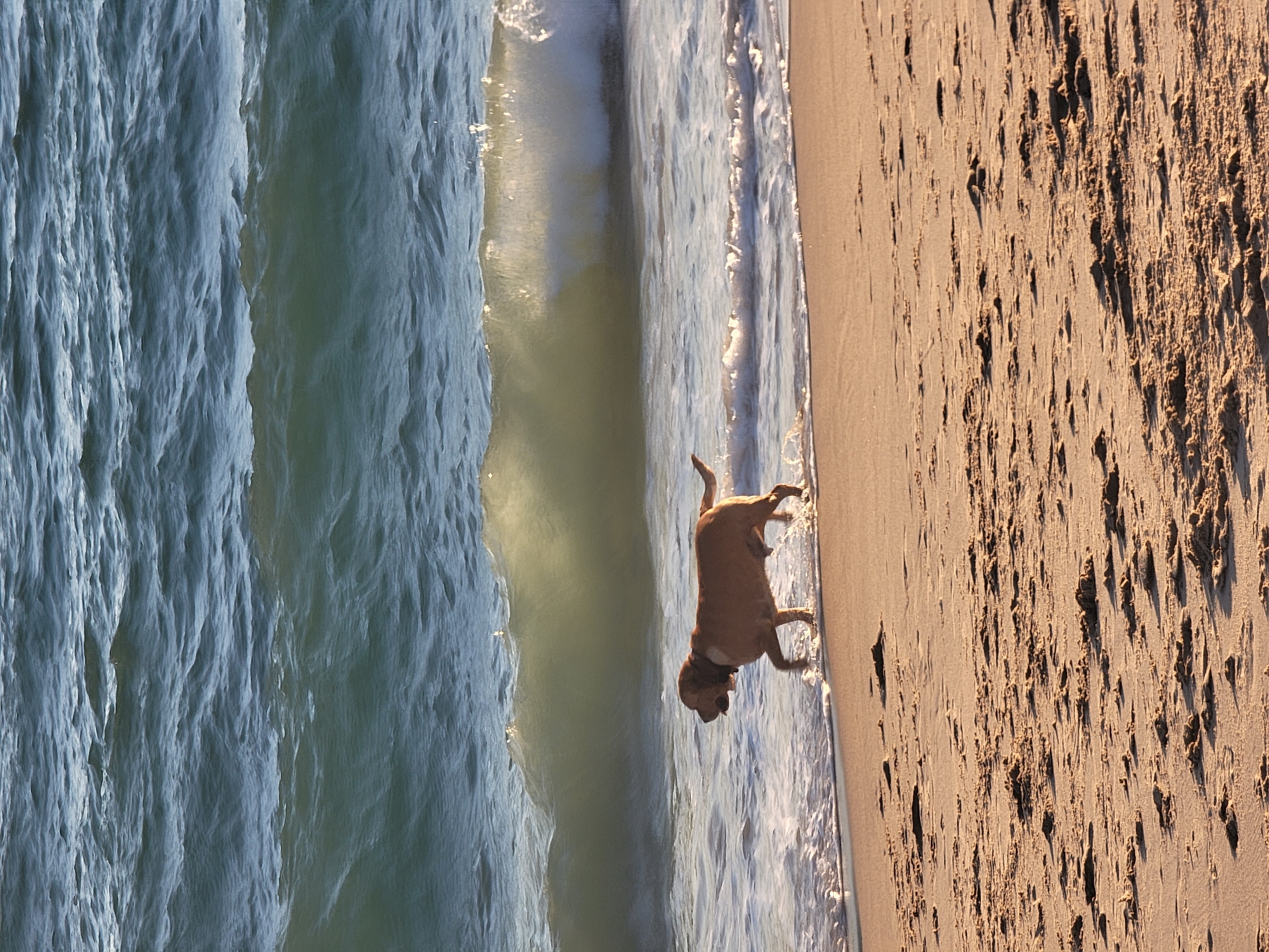 A medium-sized, light brown dog with a collar is walking on the wet sand at the edge of the ocean. The dog is facing to the left, with its tail raised and curled. A wave is breaking behind the dog, and smaller waves are washing onto the shore. The sand is light brown and has small piles and tracks. The ocean water is blue and choppy. The scene appears to be at a beach in Quarteira, Portugal.