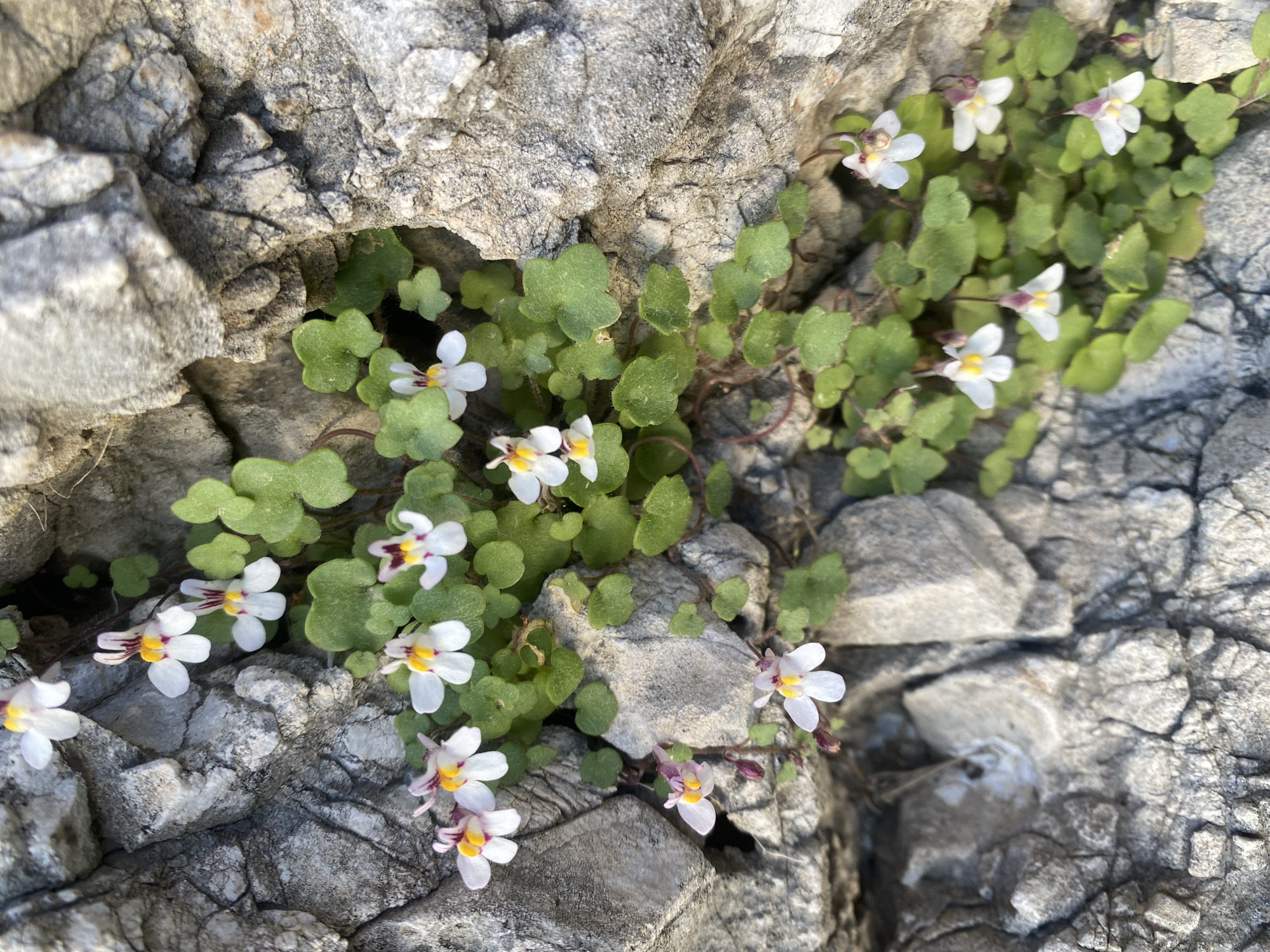 The image depicts a patch of flowering plants growing amidst rocky terrain. The plants feature small, rounded, green leaves and delicate white flowers with yellow and purple markings in the center. The rocks are light gray with a rough, textured surface, showing signs of weathering. The scene is likely located in Alanya, Turkey, given the specific prompt mentioning the city. No people are visible in the image, and the focus is solely on the flora and geological features. The interaction between the plants and the environment is evident as they thrive in the crevices and spaces between the rocks.