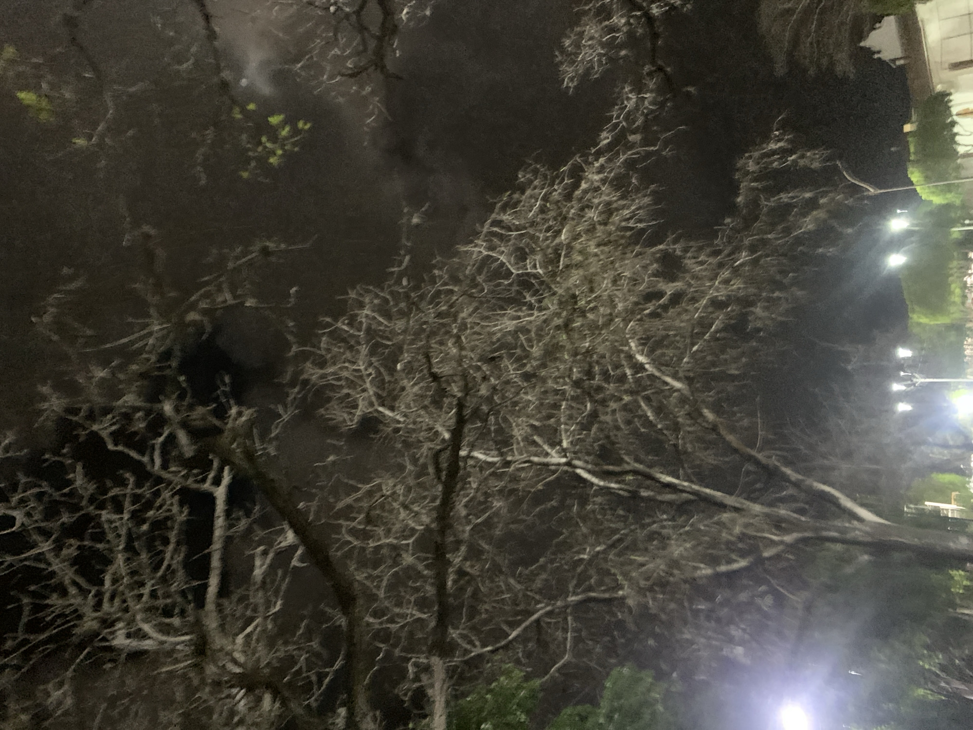 The image shows a nighttime scene with bare trees dominating the foreground. In the background, blurry lights suggest a street scene, possibly in a city. Due to the angle and darkness, specific details about the location in Santa Ana, Venezuela, or any people, actions, or interactions are not discernible. The environment appears to be urban or suburban, with trees lining a street.