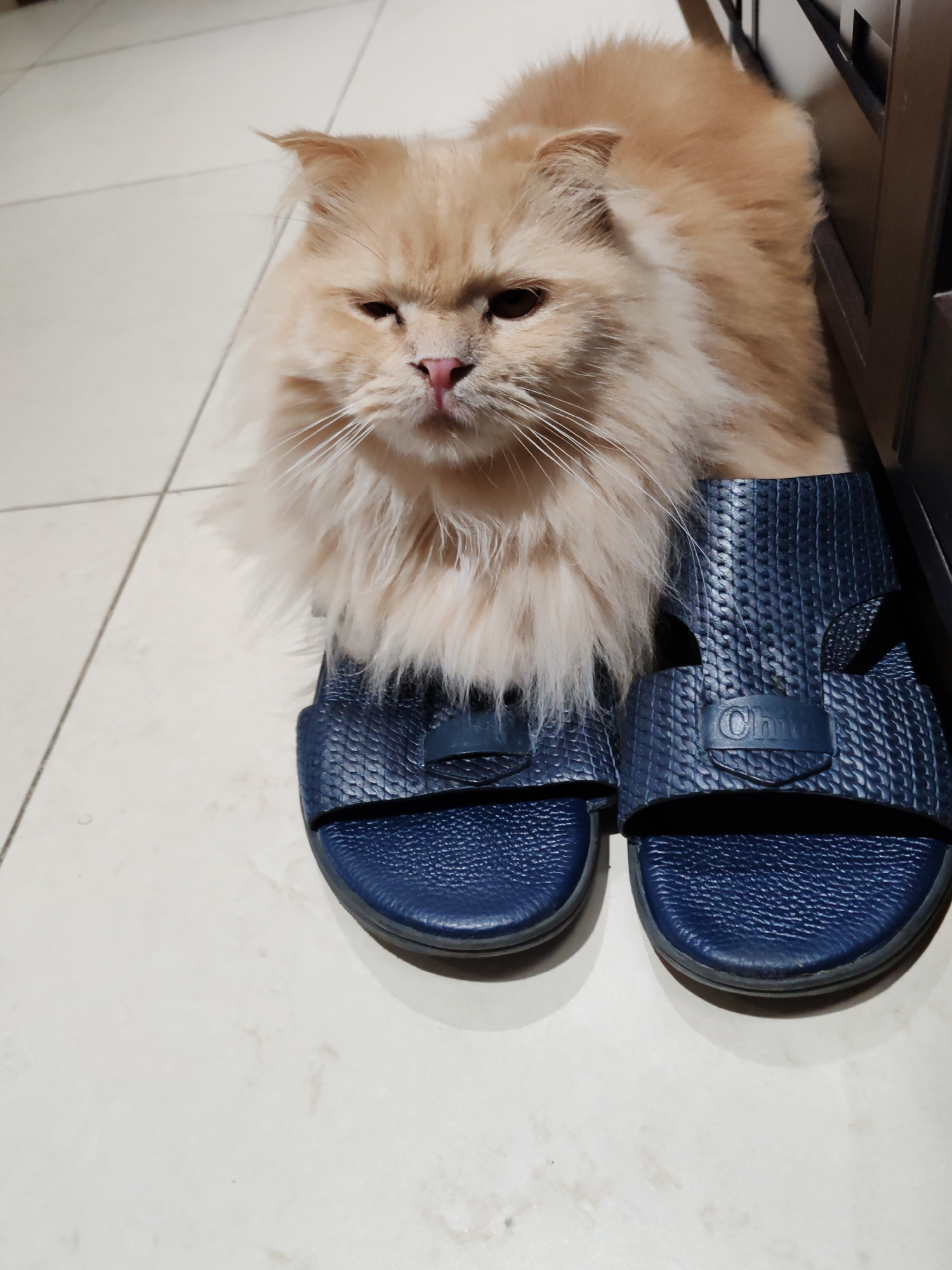 A fluffy, light orange Persian cat is resting on a pair of dark blue flip-flops. The cat's head is slightly tilted, and its eyes are partially closed, giving it a relaxed expression. The cat's fur is long and voluminous, particularly around its neck and face. The flip-flops have a textured surface and a prominent logo on the strap. They are positioned on a light-colored tiled floor, which appears to be indoors. The background is slightly blurred, showing hints of furniture and what might be a wall. The overall lighting suggests an indoor setting, possibly in a home. The image is taken from a slightly elevated, downward-facing angle. There is no indication of Dubai or the United Arab Emirates within the image itself.