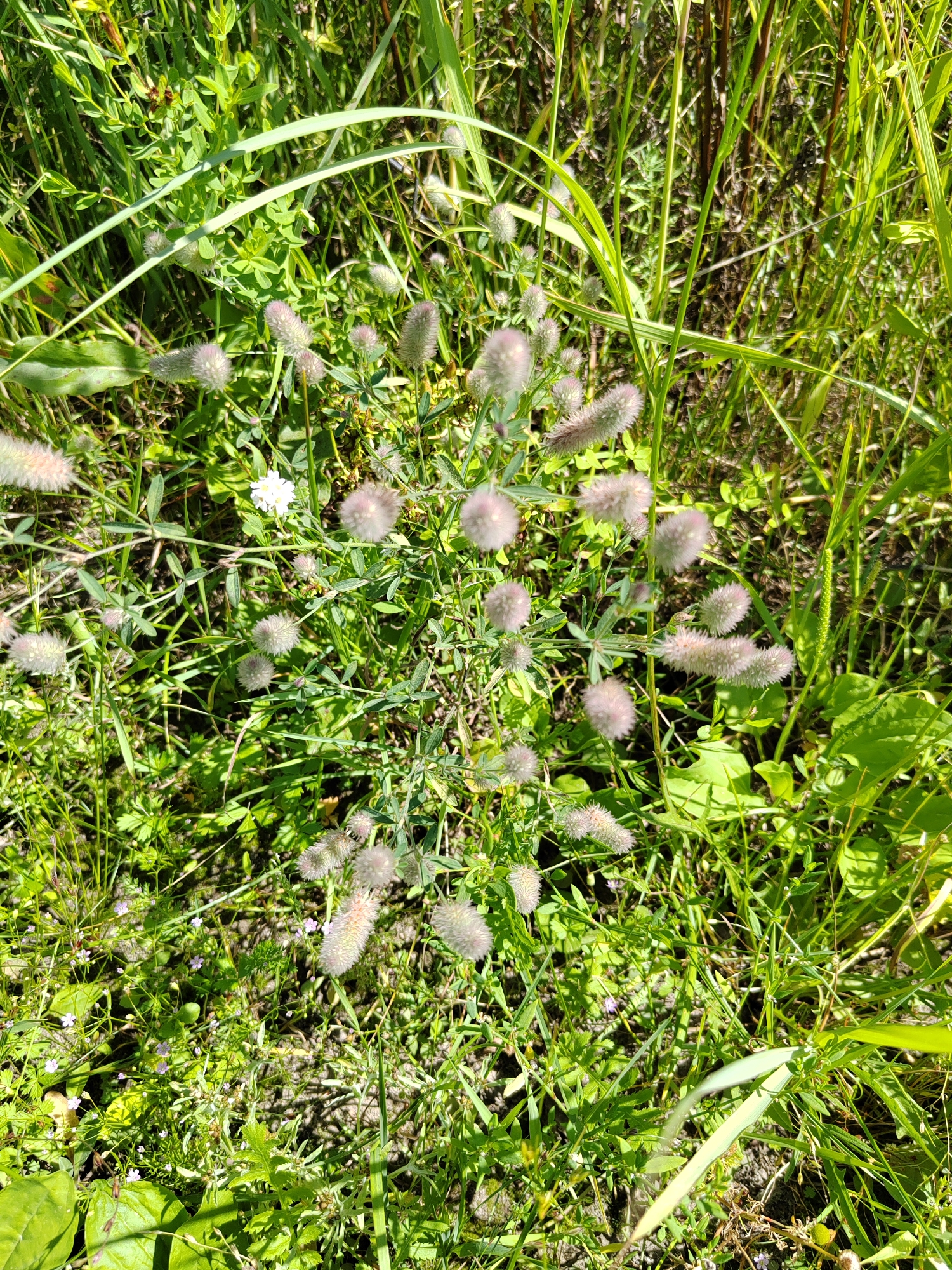 An overhead, close-up shot displays a patch of clover flowers, some appearing as fluffy, pale pink pom-poms, and others with elongated, fuzzy shapes. Interspersed among the clover are thin green stems and various blades of grass, some reaching high above the flowers. A single small white flower with four petals is visible near the center of the frame, peeking out from the foliage. The ground beneath is a mix of dark soil and a scattering of small green leaves. The overall impression is a natural, outdoor scene bathed in sunlight, suggesting a meadow or grassy area.