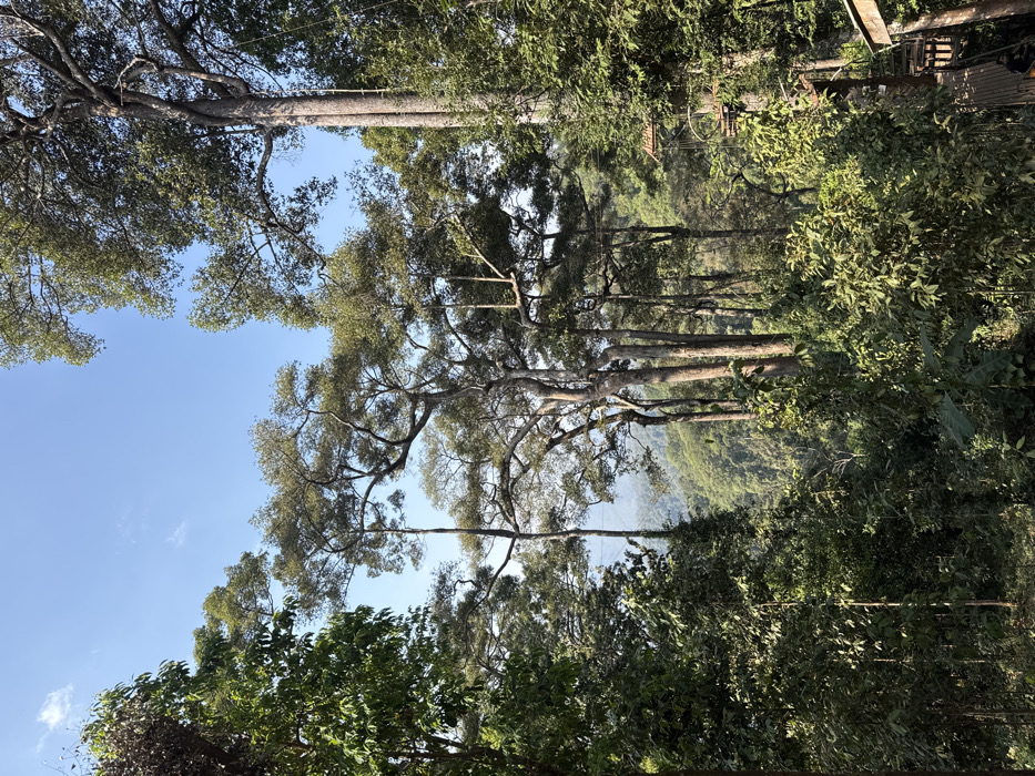 The image captures a vibrant, upward-looking view into a lush forest canopy on a bright, clear day. The perspective is from below or within the trees, emphasizing their height and the expansive sky.
Dominating the scene are numerous trees with dense, green foliage. A large, prominent tree with a broad canopy and many thick, sprawling branches occupies the central and left portion of the image. Its branches extend horizontally and upward, covered in small, light green leaves. Several other tall, slender tree trunks rise straight up through the frame, their canopies blending with the others. The overall impression is one of a dense, healthy forest.
The upper part of the image is dominated by a clear, bright blue sky with only a few faint, wispy white clouds visible, indicating fair weather. Sunlight filters through the leaves, creating varying shades of green and highlighting the textures of the bark and foliage.
In the mid-ground, beyond the immediate cluster of trees, a hazy valley or distant mountain range can be glimpsed, adding depth to the landscape. The distant terrain appears soft and somewhat indistinct due to atmospheric perspective.
Subtle man-made elements suggest the presence of adventure activities. Thin ropes or cables are visible spanning horizontally between some of the trees, particularly in the upper right section of the image. In the far upper right, a wooden structure, possibly a platform or part of a canopy walk or zip-line course, can be seen integrated with a tree trunk. This implies that the location might be an eco-tourism site or an adventure park.
The lighting suggests it is daytime, likely late morning or early afternoon, given the brightness and the clear blue sky. The atmosphere is serene and natural, despite the hints of human infrastructure for exploring the canopy.